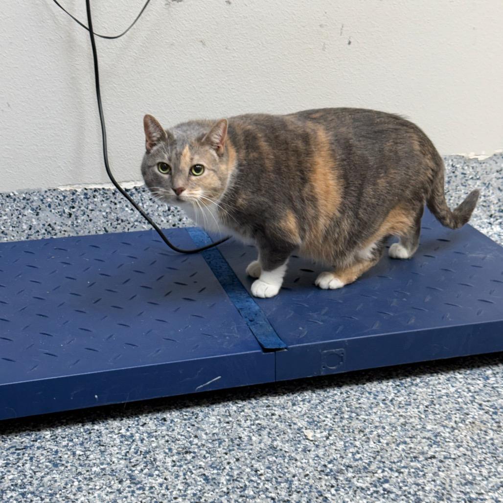 Enlarge Jiji, a Adoptable American Shorthair in Great Falls, MT image 3/4