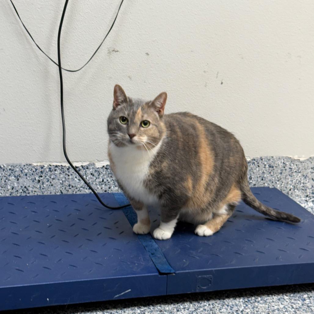 Enlarge Jiji, a Adoptable American Shorthair in Great Falls, MT image 4/4