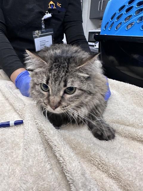NALA - ADOPTION PENDING, Adoptable, Adult Female Domestic Short Hair.