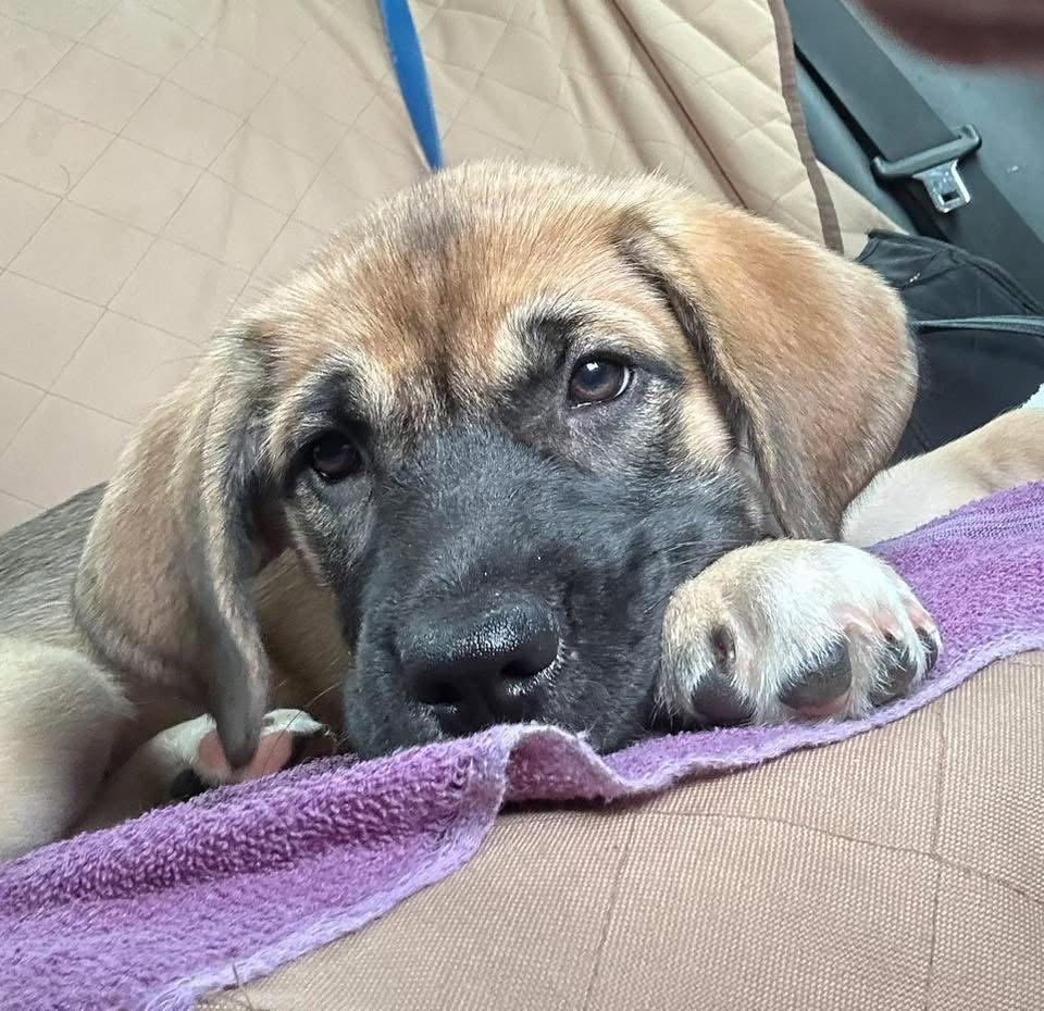 Shelby, a Adoptable Anatolian Shepherd in Orlando, FL image 1/3