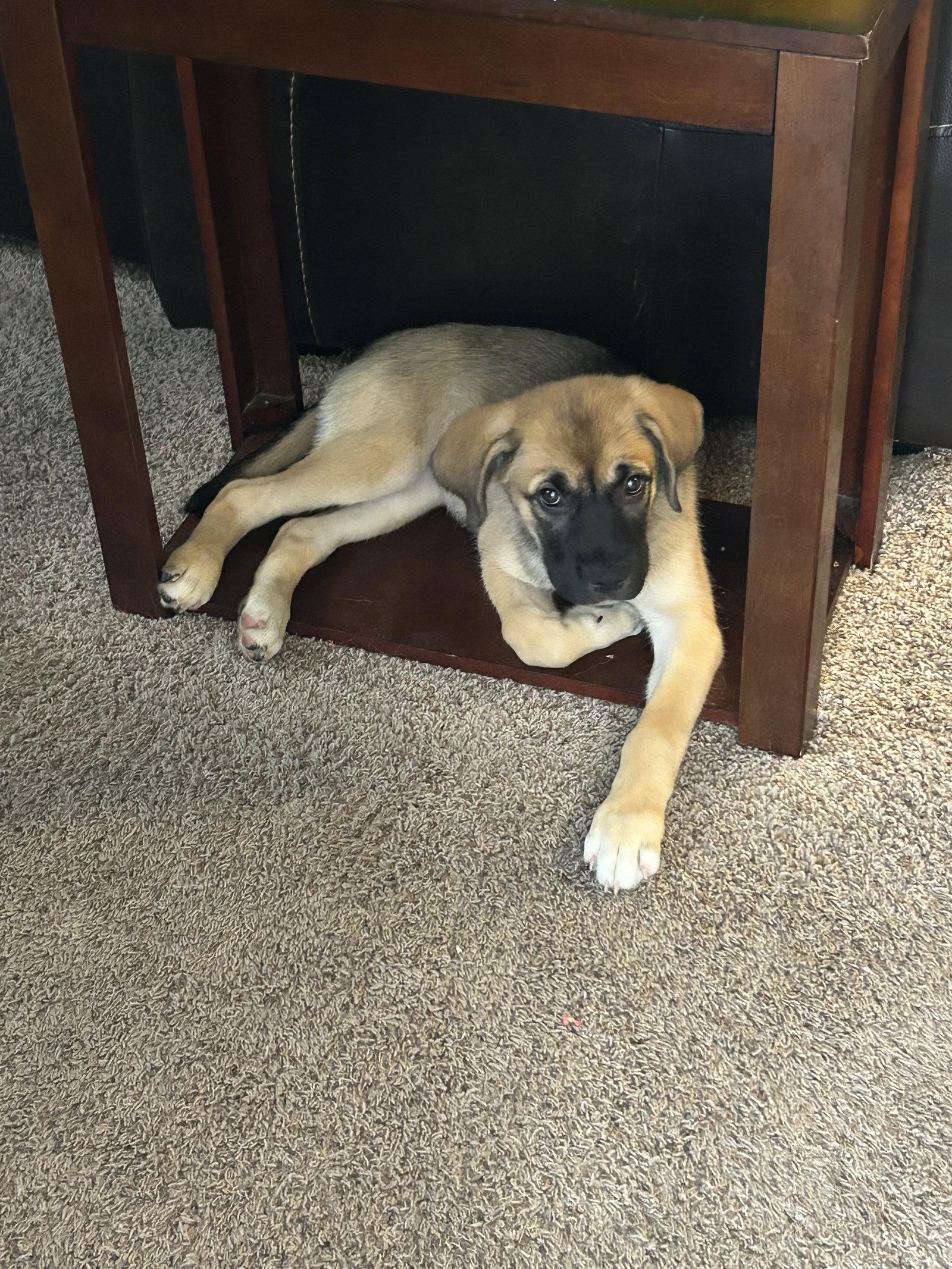 Shelby, Adoptable, Young Female Anatolian Shepherd.