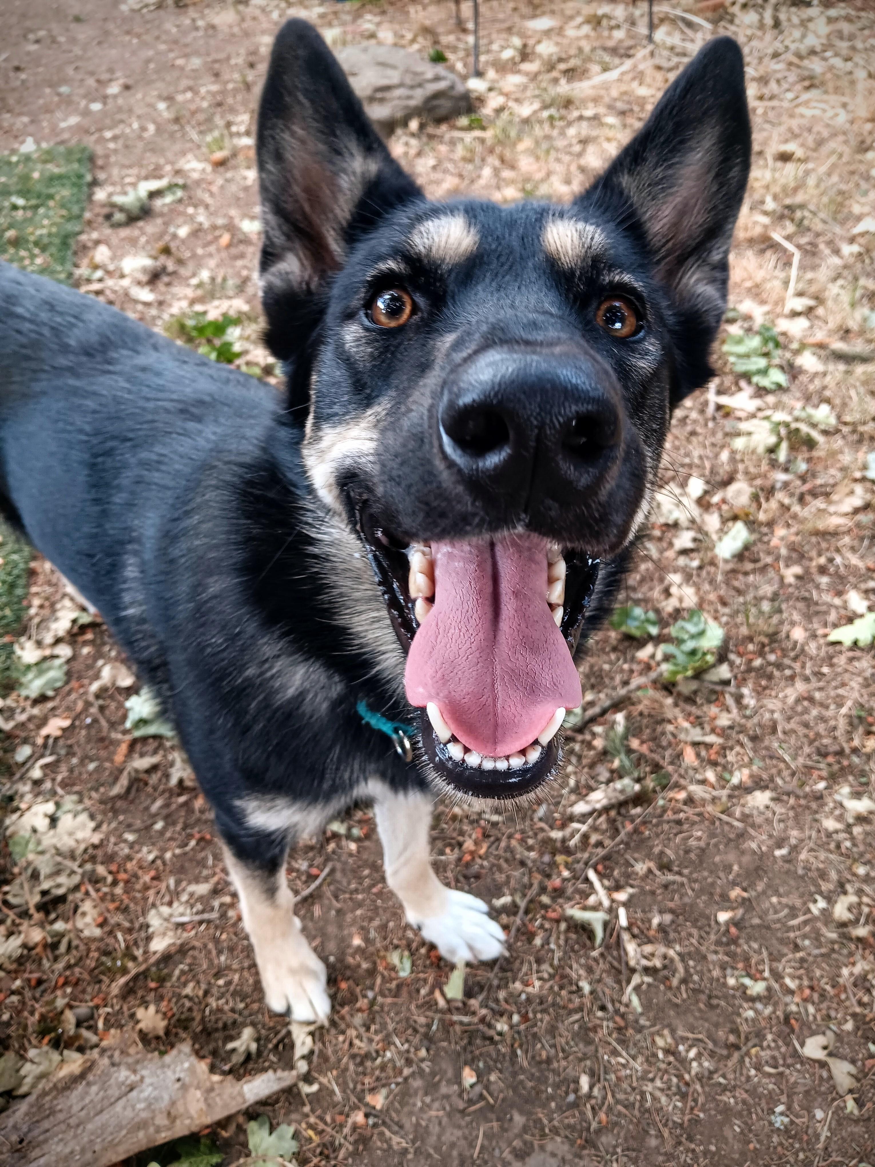 Gnocchi, Adoptable, Young Female German Shepherd Dog & Husky.