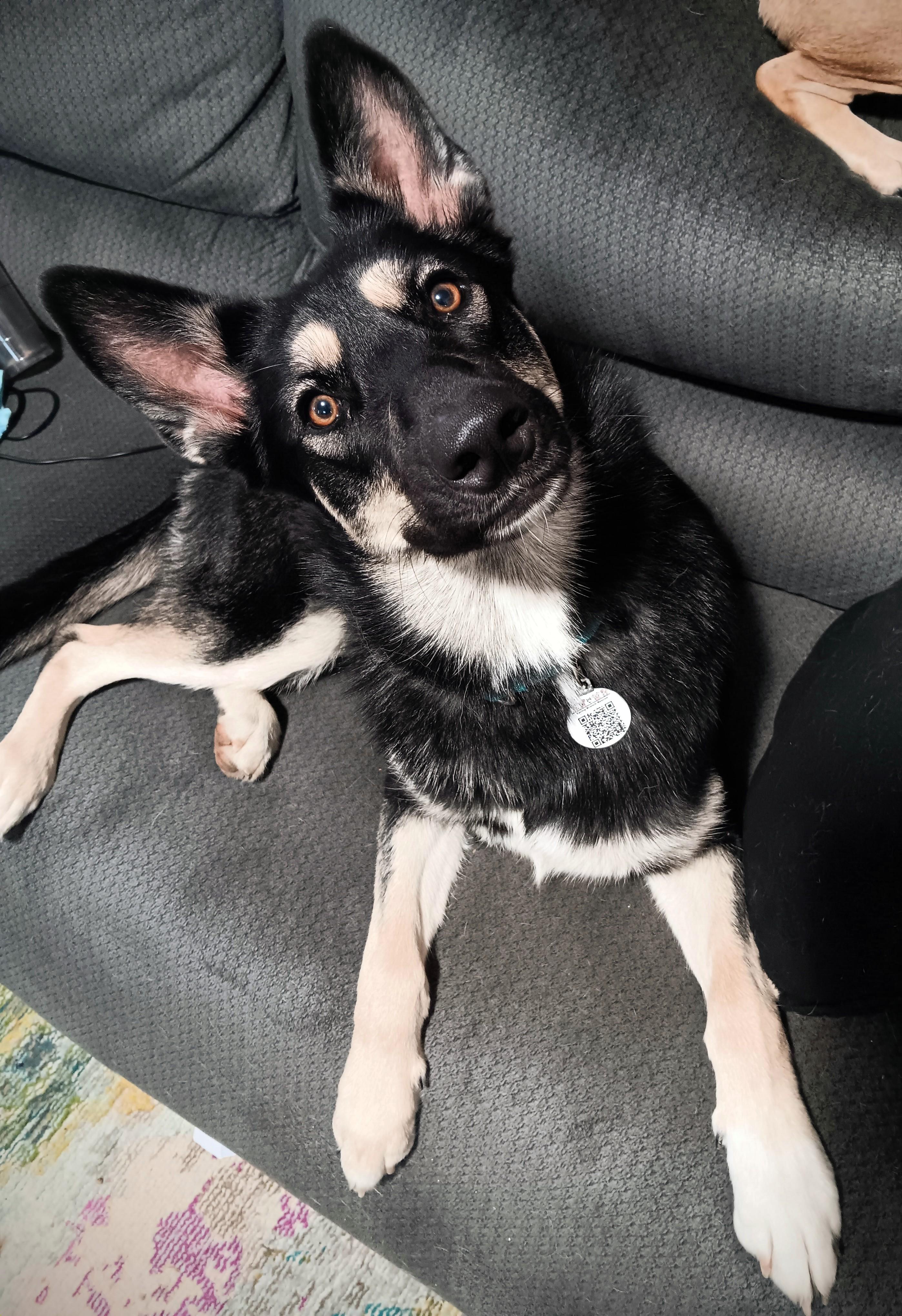 Enlarge Gnocchi, a Adoptable mixed breed in Eugene, OR image 4/6