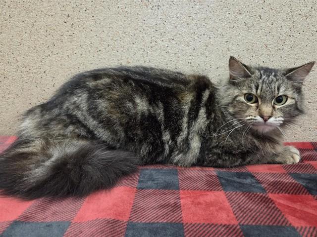 Enlarge FATIMA, a Adoptable Domestic Medium Hair in Sacramento, CA image 1/1
