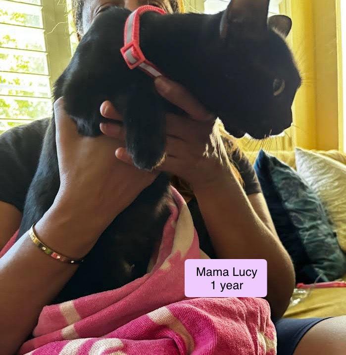 Lucy, a Adoptable Domestic Short Hair in Vacaville, CA image 1/3