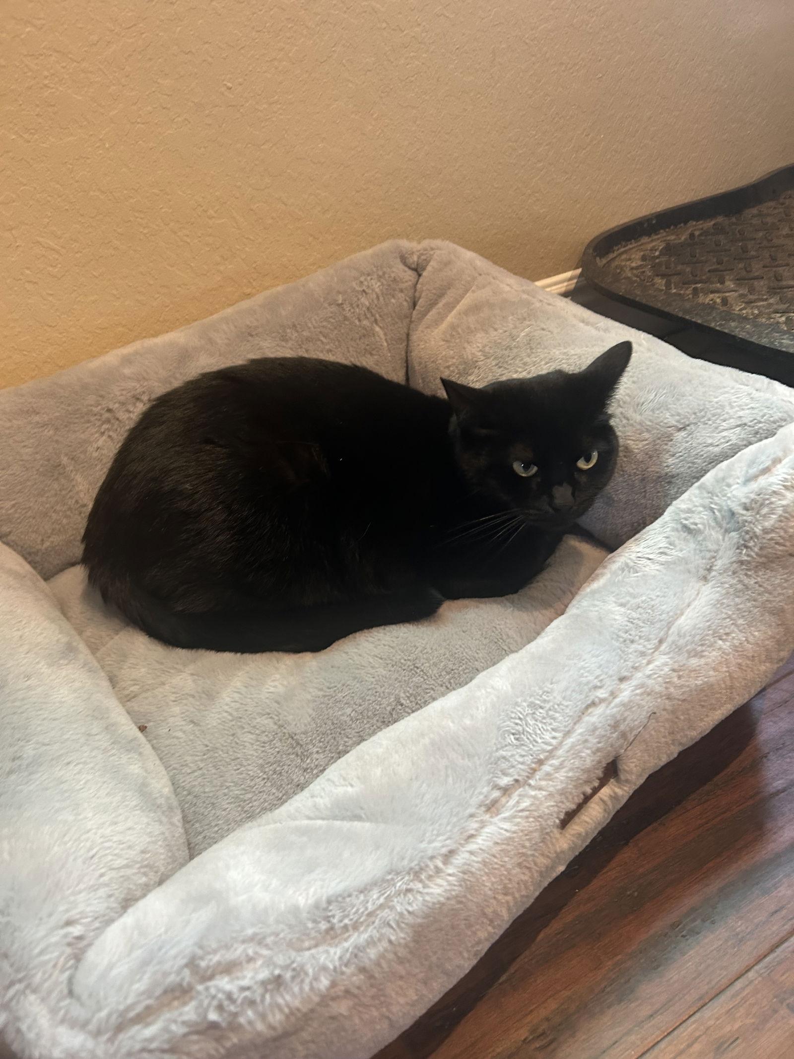 Lucy, a Adoptable Domestic Short Hair in Vacaville, CA image 2/3