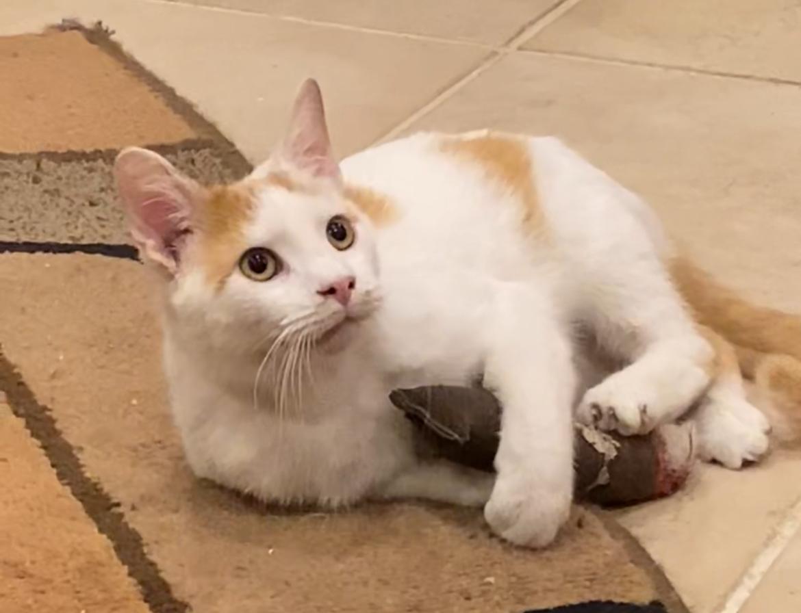 Sonny, Adoptable, Adult Male Domestic Short Hair.