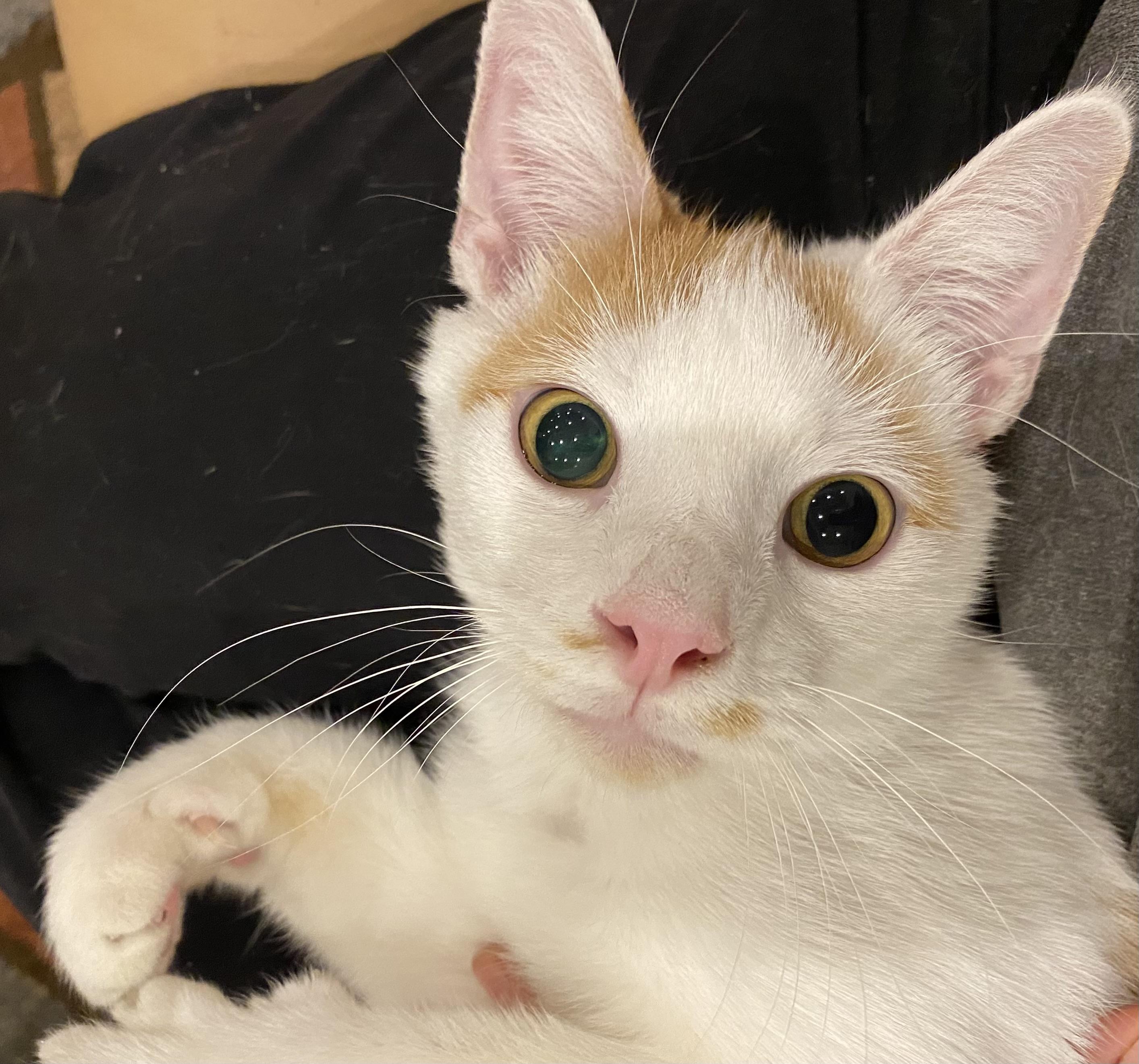 Enlarge Sonny, a Adoptable Domestic Short Hair in Leesburg, VA image 2/5