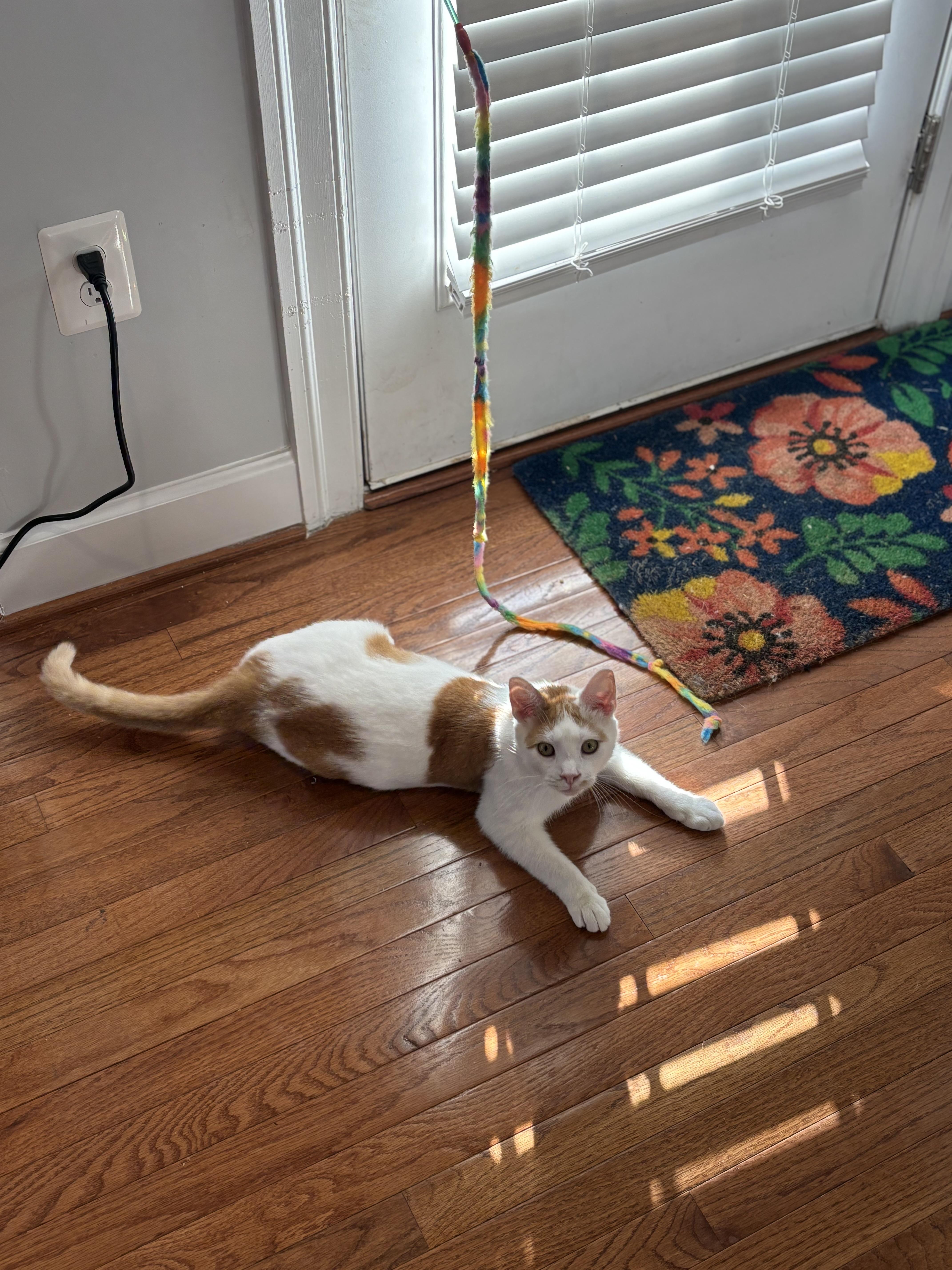 Enlarge Sonny, an adoptable Domestic Medium Hair in Leesburg, VA image 2/5