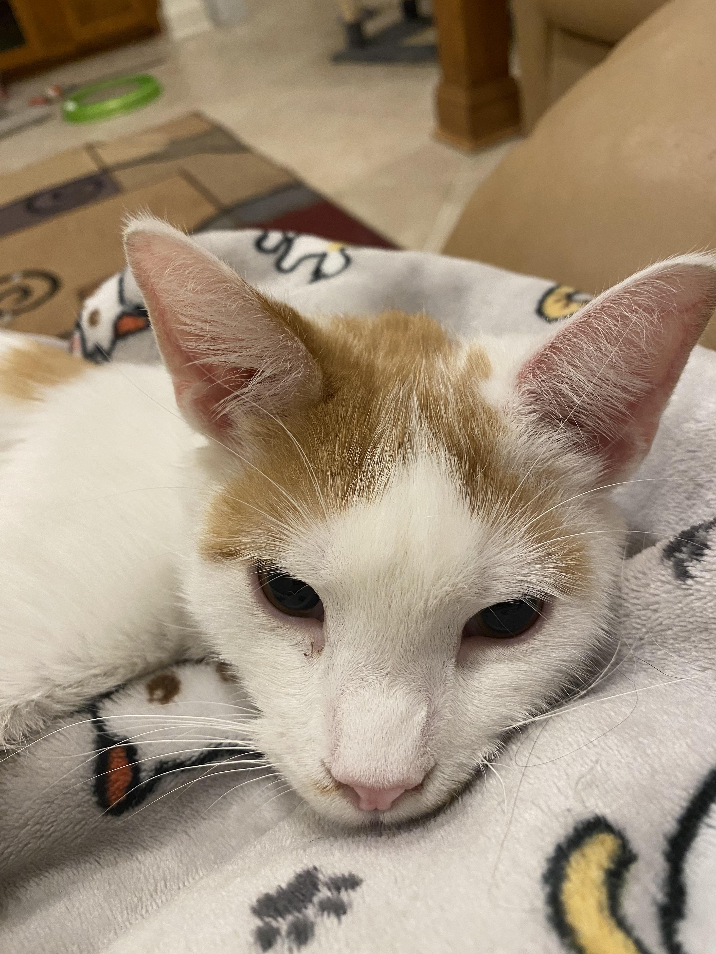 Enlarge Sonny, a Adoptable Domestic Short Hair in Leesburg, VA image 3/5