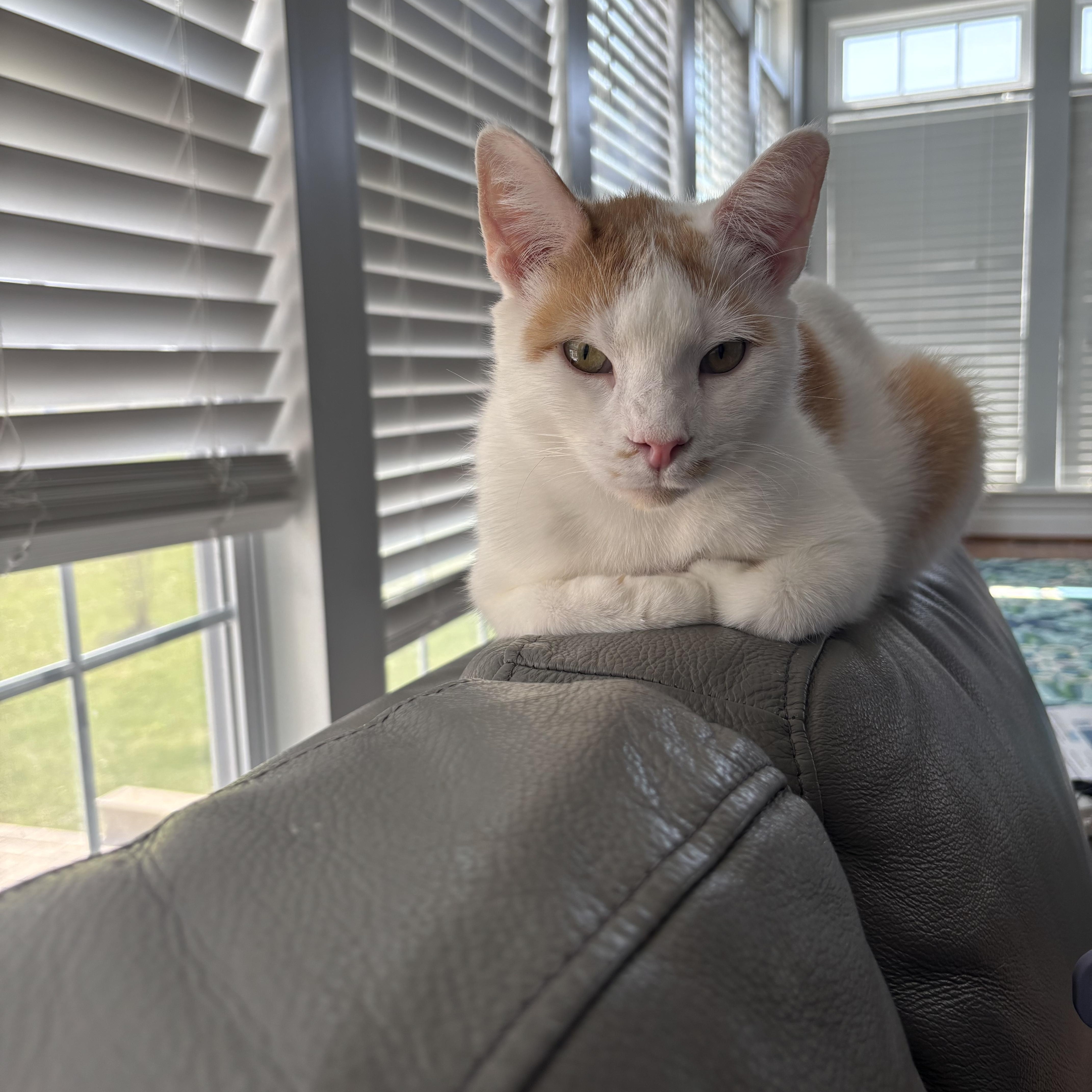 Sonny, adoptable, Adult Male Domestic Medium Hair.