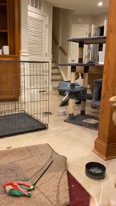 Enlarge Sonny, a Adoptable Domestic Short Hair in Leesburg, VA video 4/5