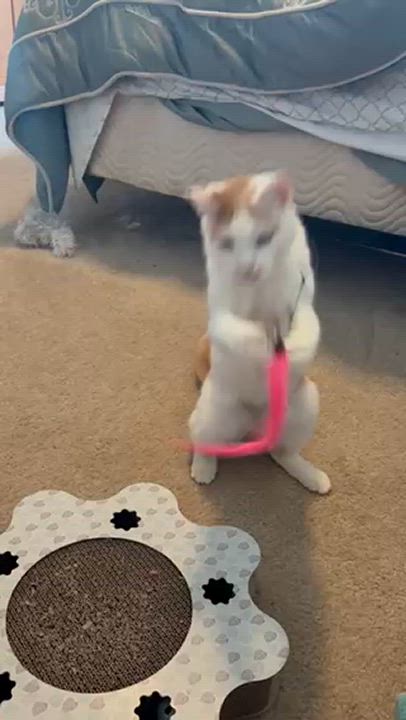 Enlarge Sonny, a Adoptable Domestic Short Hair in Leesburg, VA video 5/5