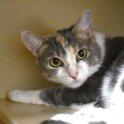 Enlarge Lenore, a ADOPTABLE Domestic Short Hair in Flagstaff, AZ image 1/2