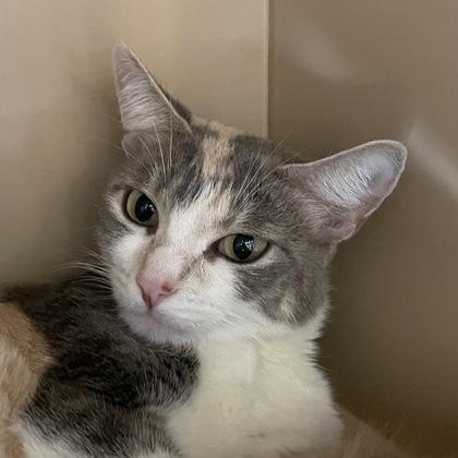 Enlarge Lenore, a ADOPTABLE Domestic Short Hair in Flagstaff, AZ image 2/2