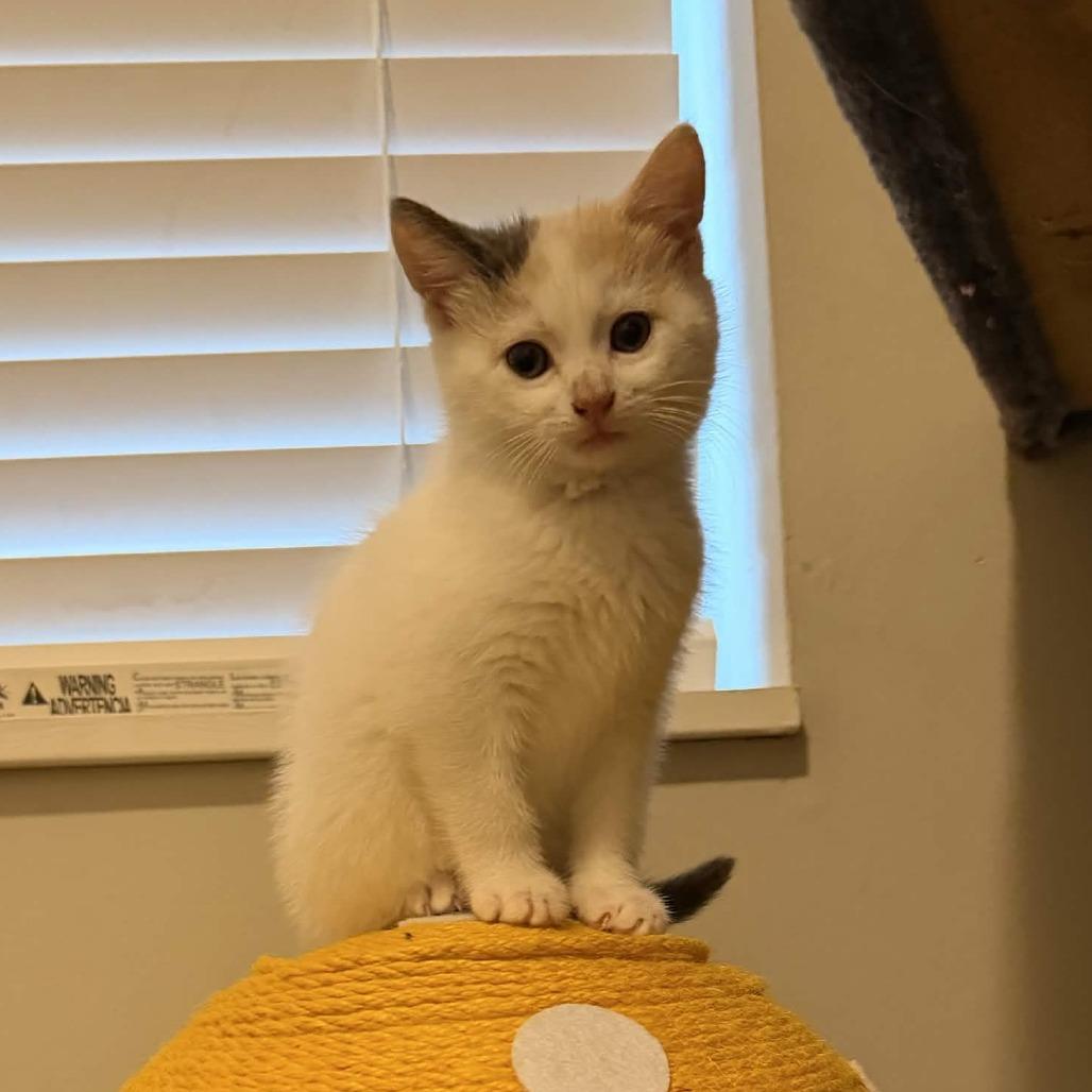 Enlarge Dolly Parton, a Adoptable Domestic Long Hair in Delaware, OH image 1/1