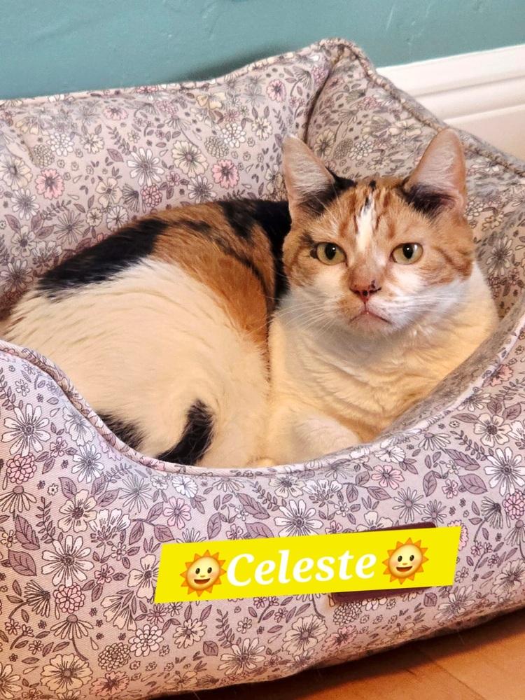 Celeste — thumbnail 3