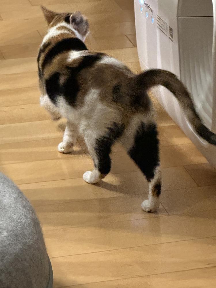 Enlarge Celeste, a Adoptable Calico in Plantation, FL image 5/5