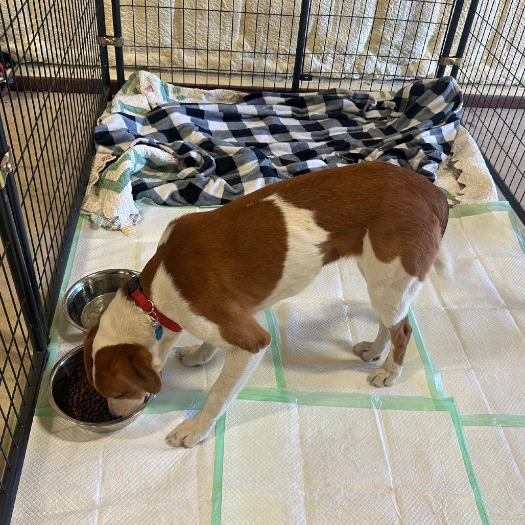 Enlarge Buddy, a Adoptable mixed breed in San Saba, TX image 2/4