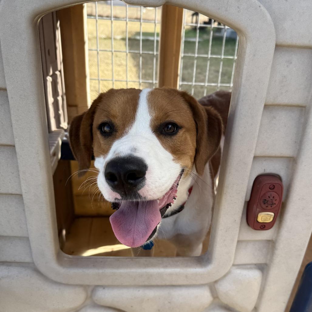 Enlarge Buddy, a Adoptable mixed breed in San Saba, TX image 3/4