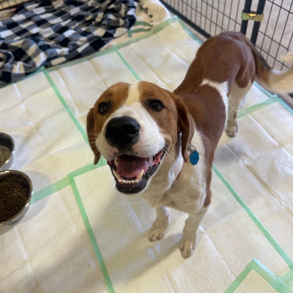 Enlarge Buddy, a Adoptable mixed breed in San Saba, TX image 4/4