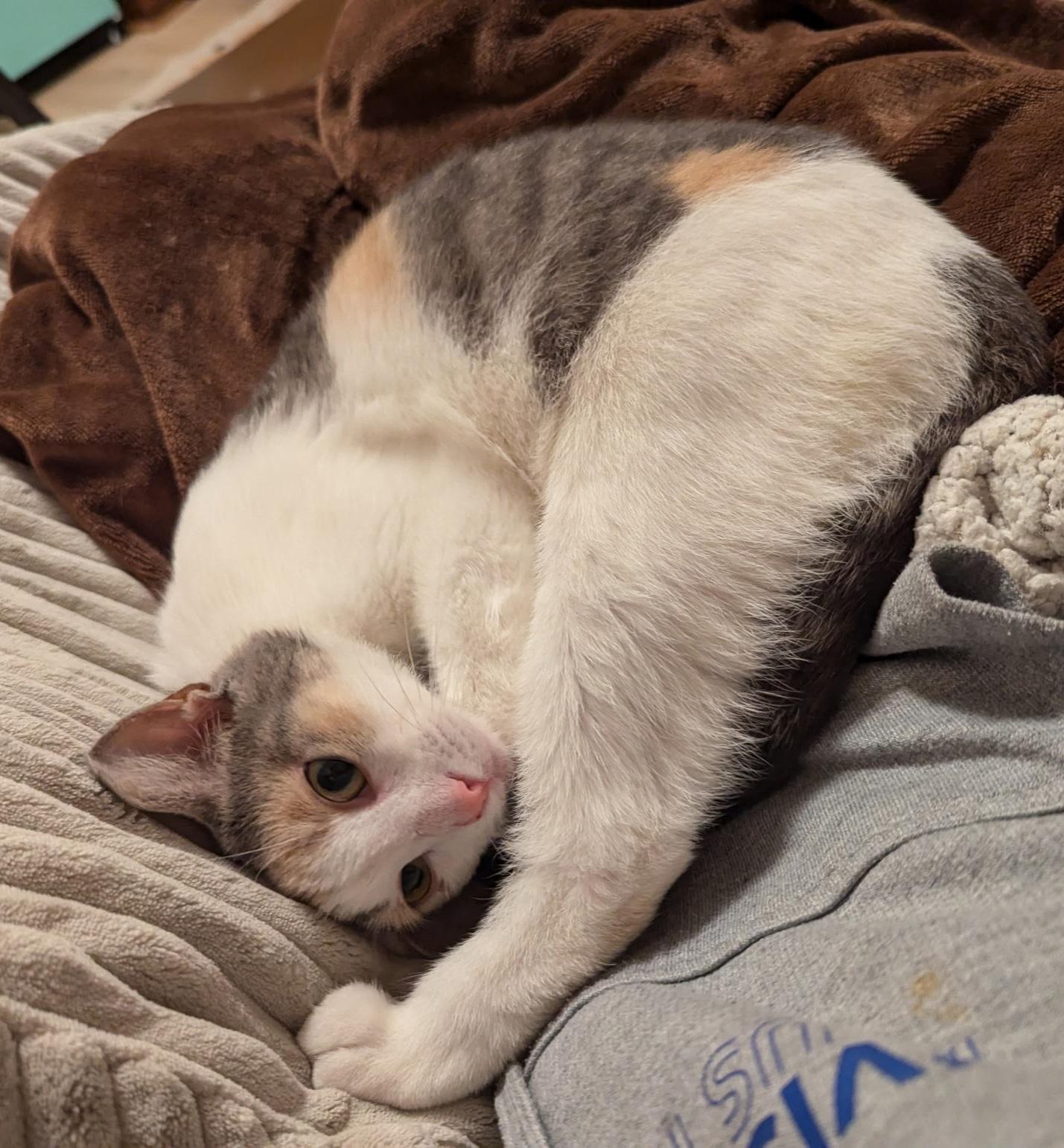 Ms. Lady, a Adoptable Dilute Calico in Bear, DE image 2/4