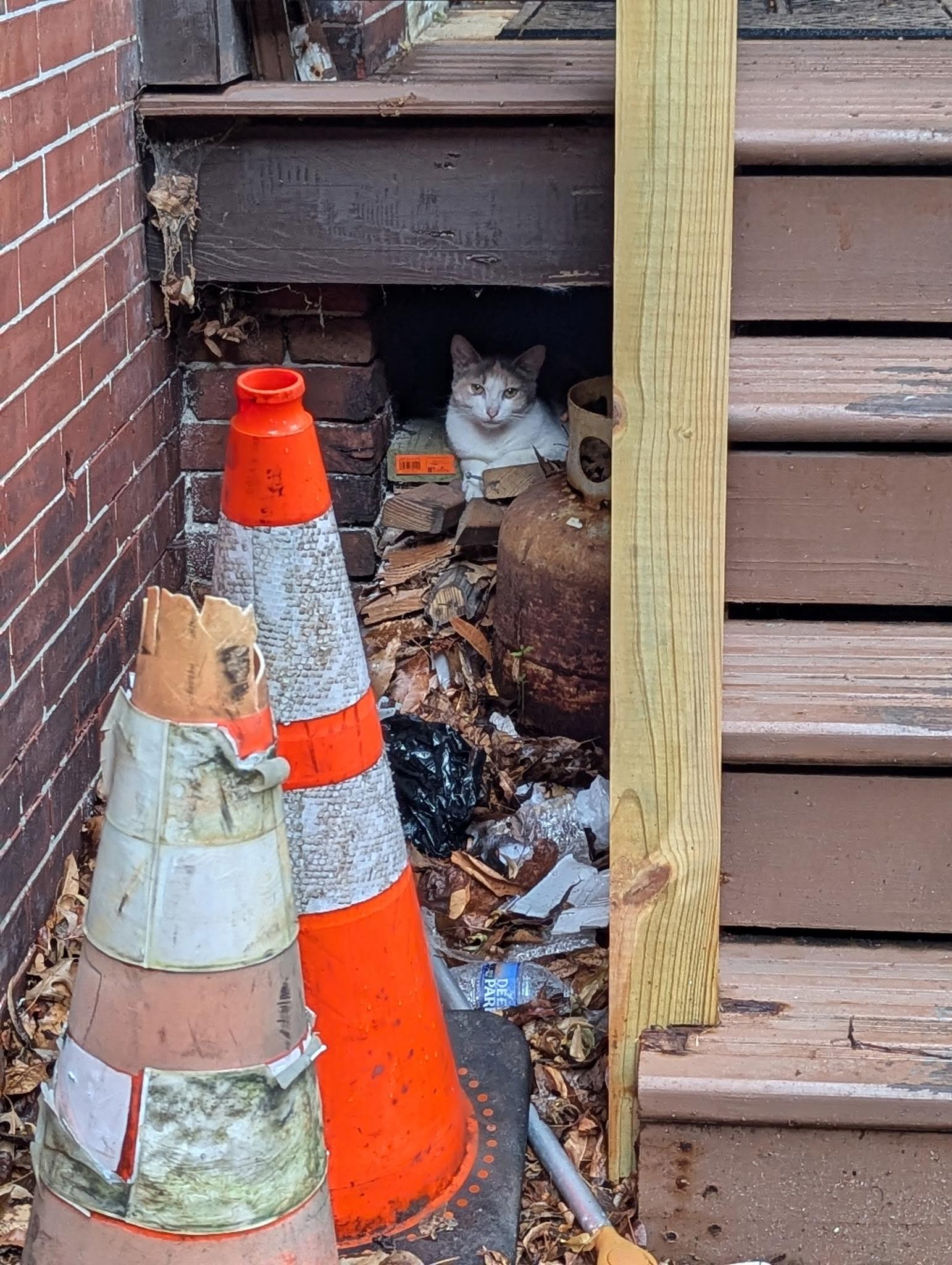 Ms. Lady, a Adoptable Dilute Calico in Bear, DE image 3/4