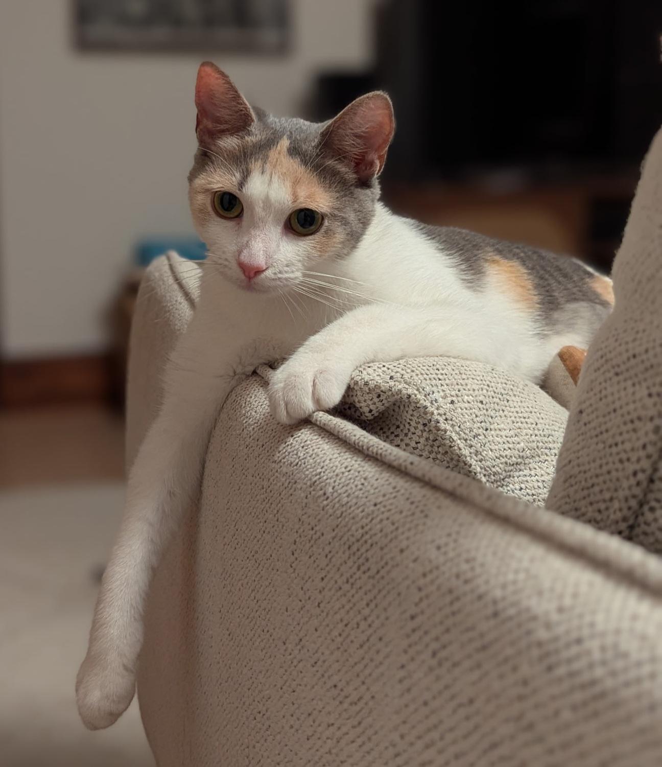 Ms. Lady, a Adoptable Dilute Calico in Bear, DE image 1/4