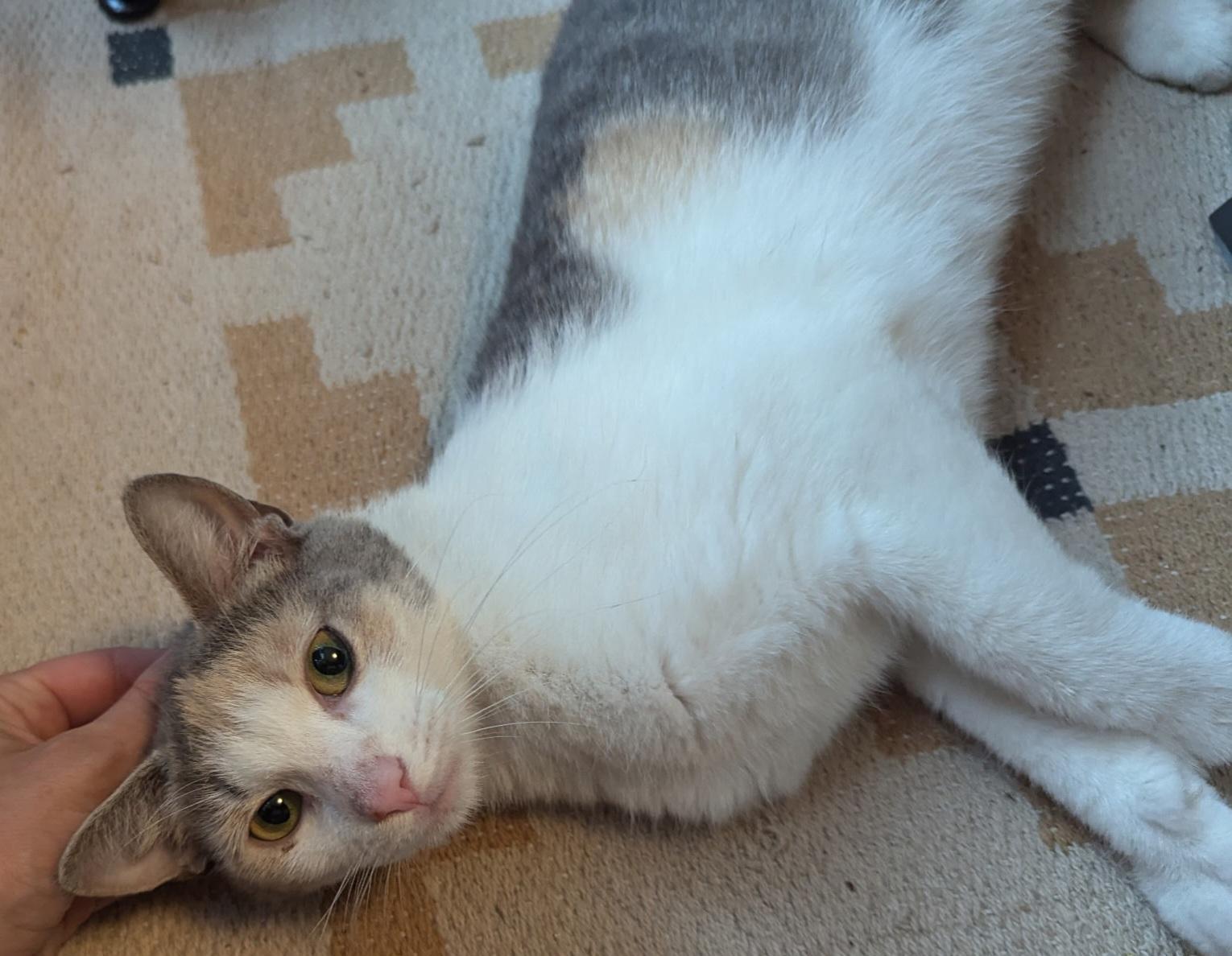 Ms. Lady, a Adoptable Dilute Calico in Bear, DE image 4/4