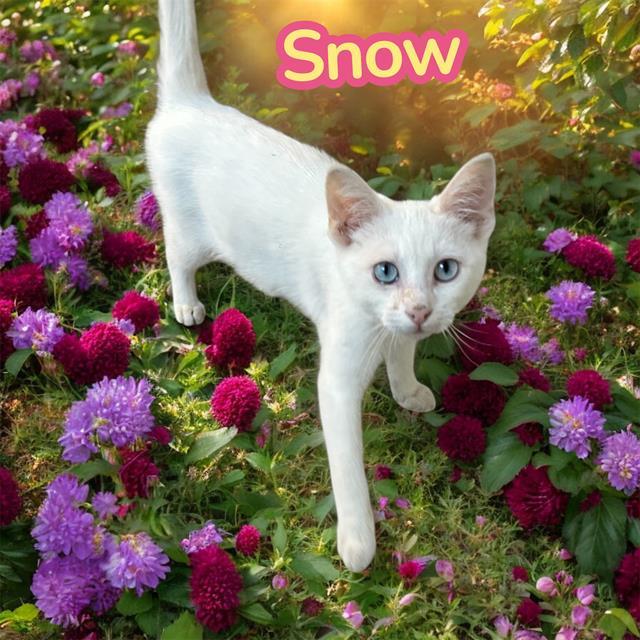 Enlarge SNOW, a Adoptable mixed breed in Visalia, CA image 1/1