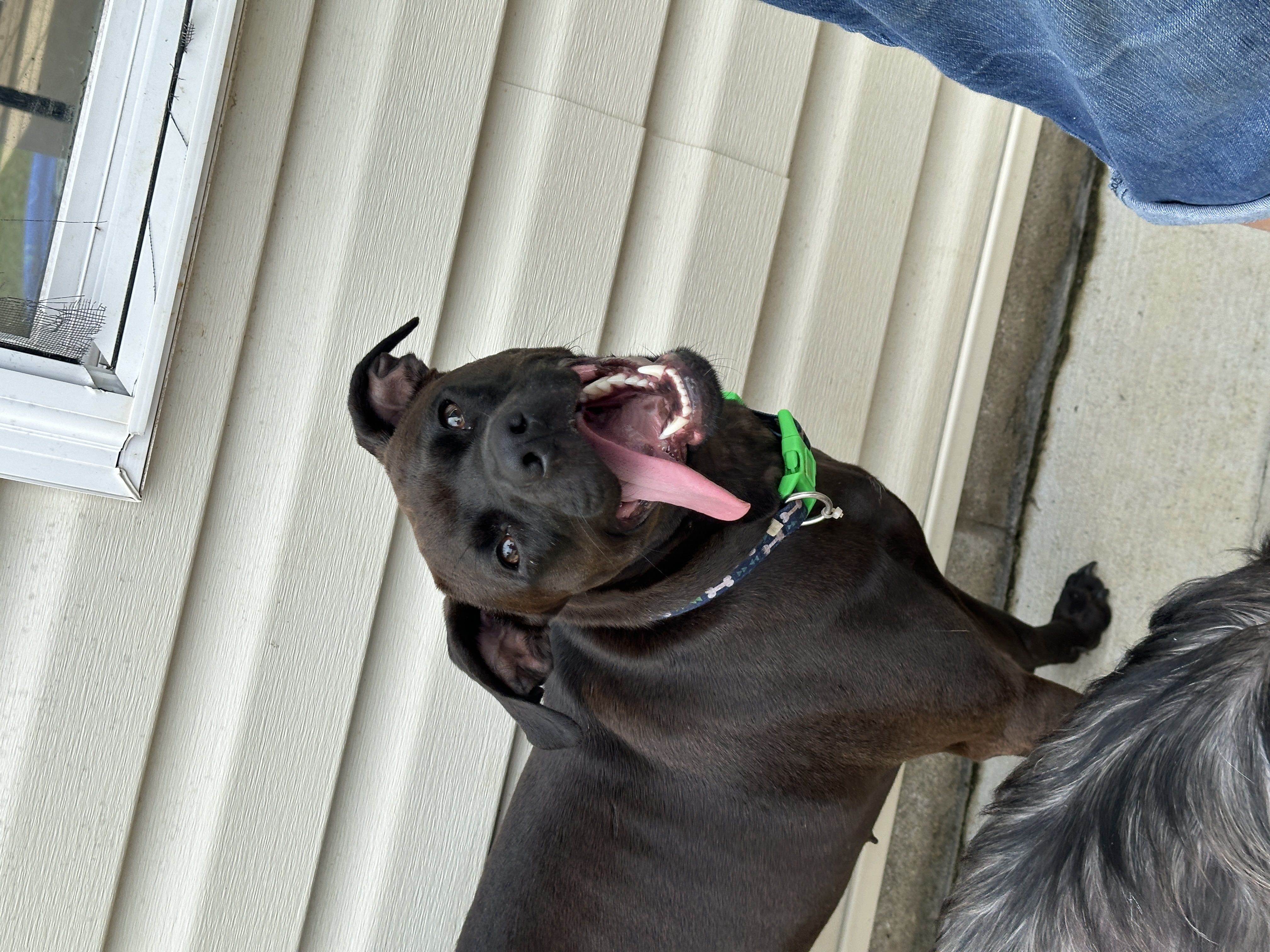 Enlarge Caroline, a Adoptable mixed breed in Jeffersonville, IN image 2/6