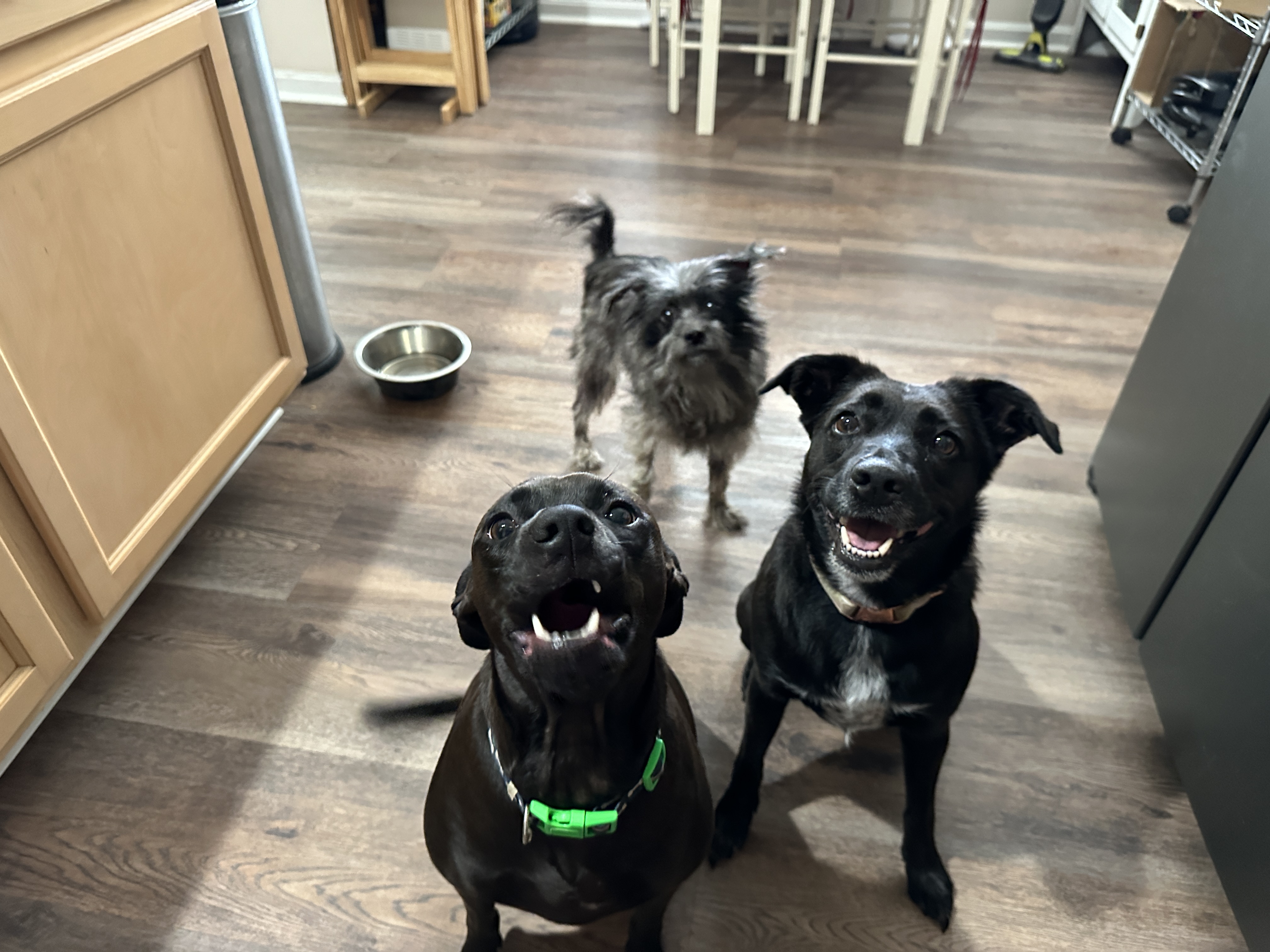 Enlarge Caroline, a Adoptable mixed breed in Jeffersonville, IN image 5/6