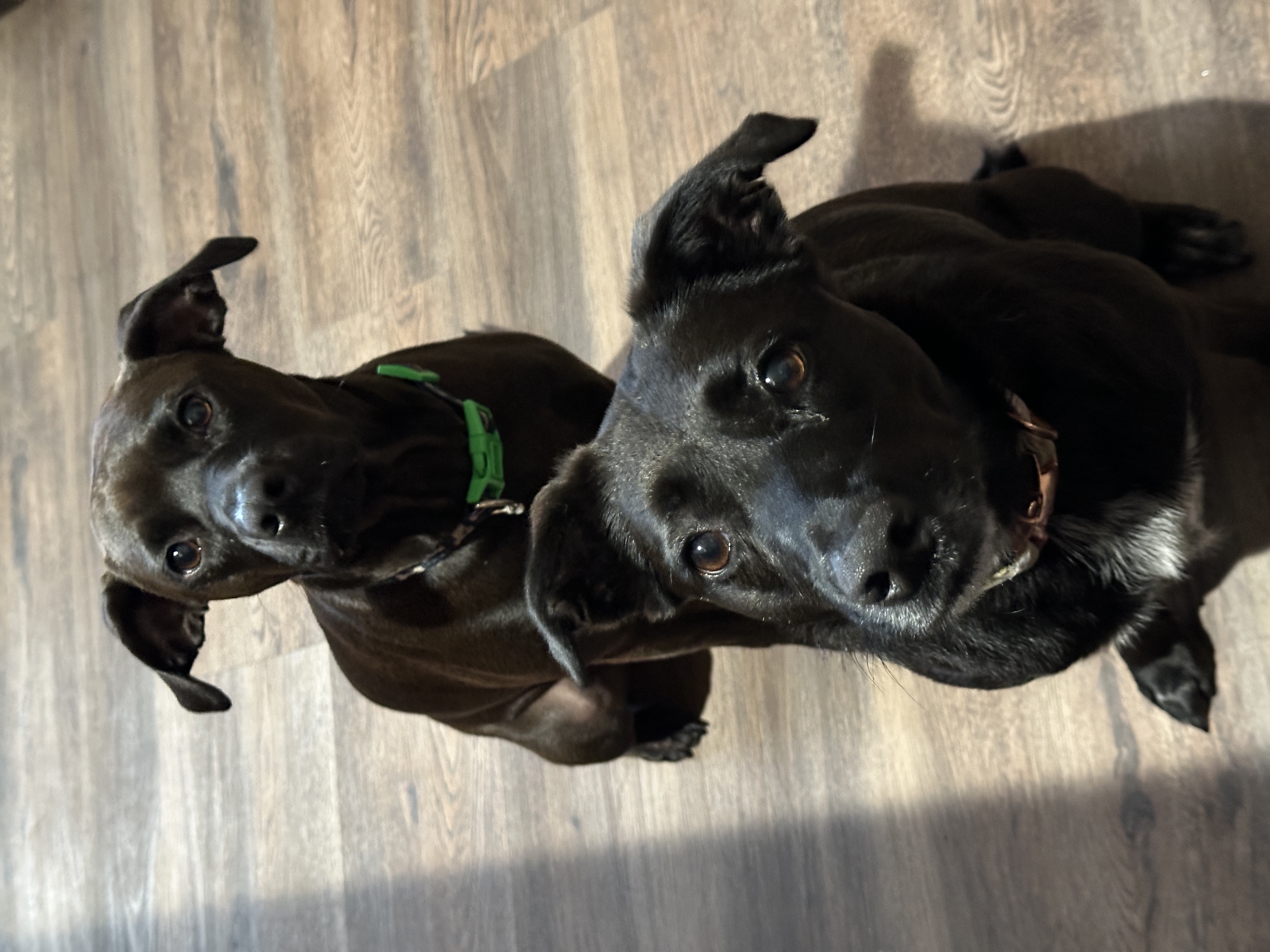 Enlarge Caroline, a Adoptable mixed breed in Jeffersonville, IN image 3/6