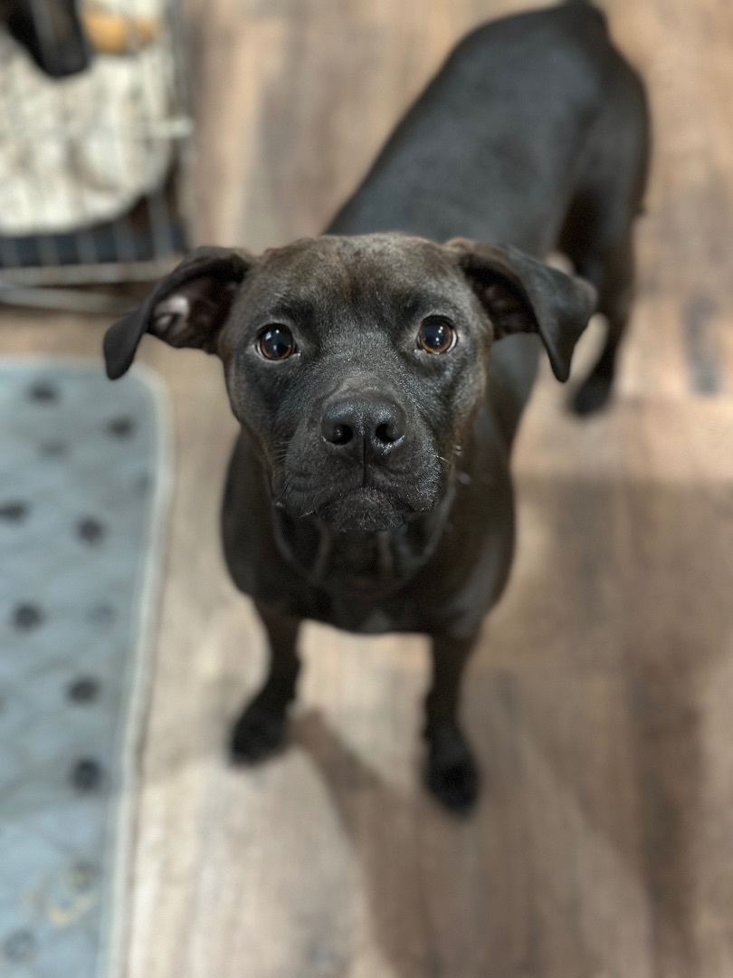 Enlarge Caroline, a Adoptable mixed breed in Jeffersonville, IN image 1/6