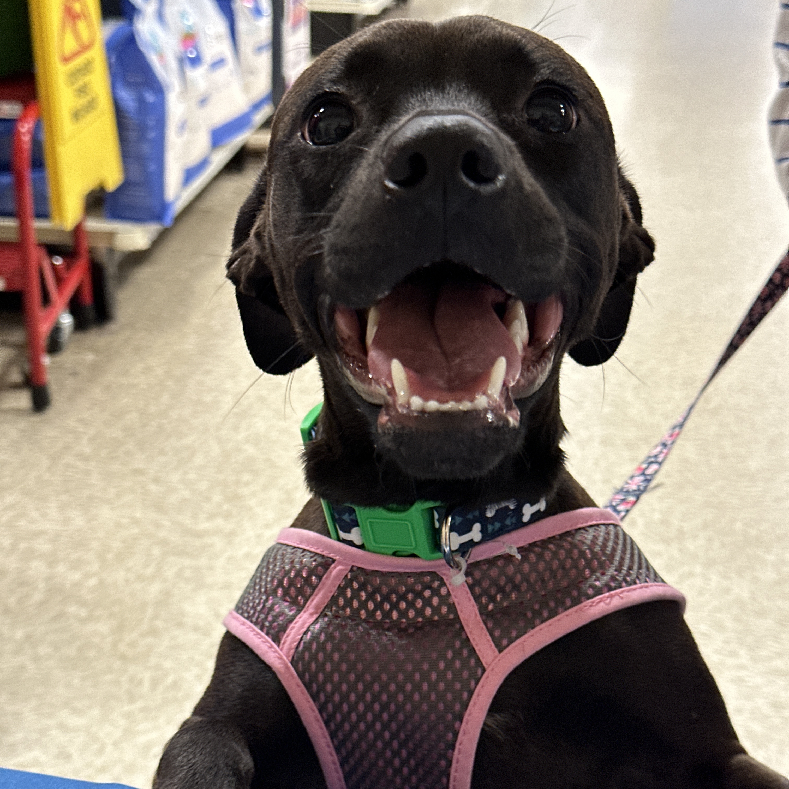 Enlarge Caroline, a Adoptable mixed breed in Jeffersonville, IN image 4/6