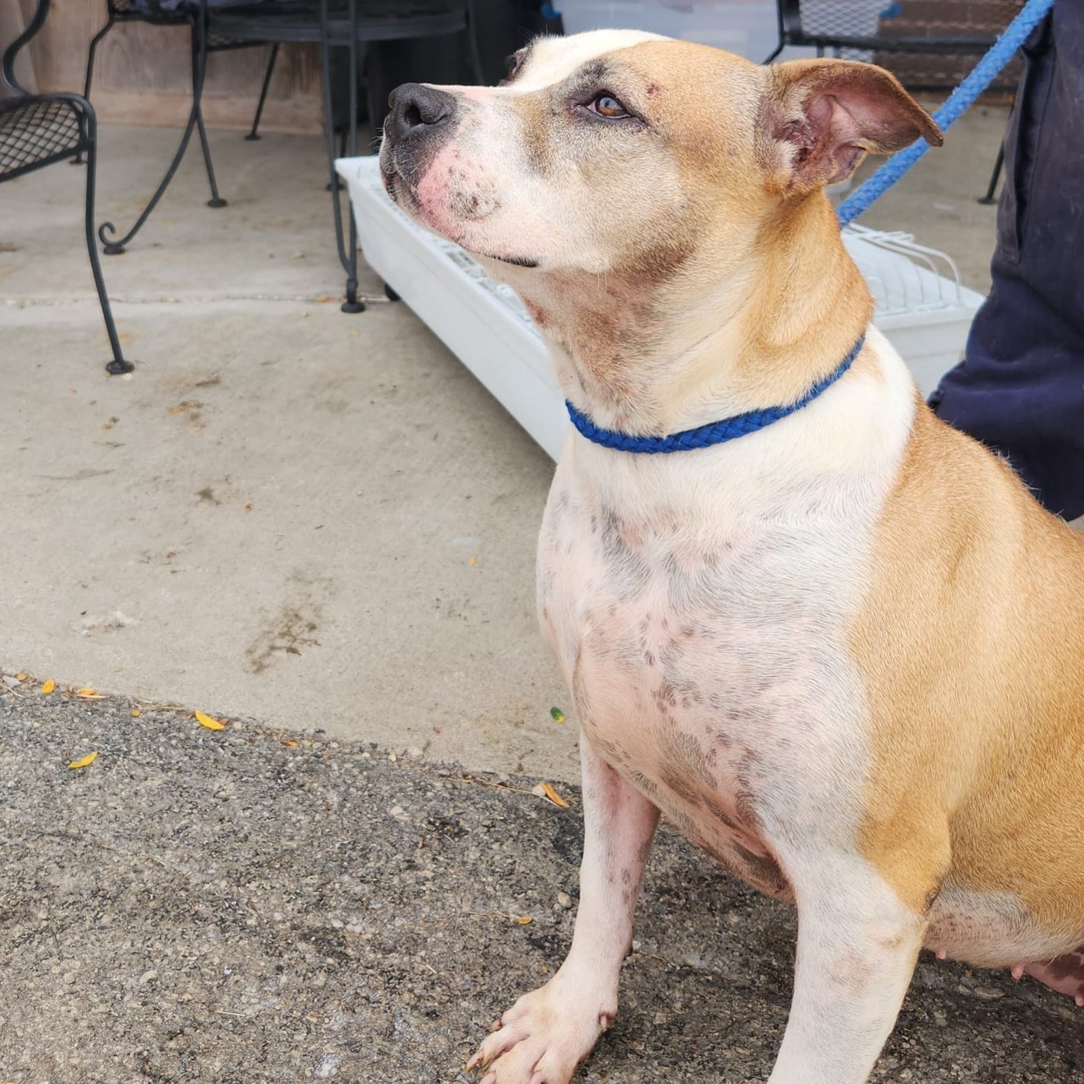 Savanah, Adoptable, Adult Female Whippet & Pit Bull Terrier.