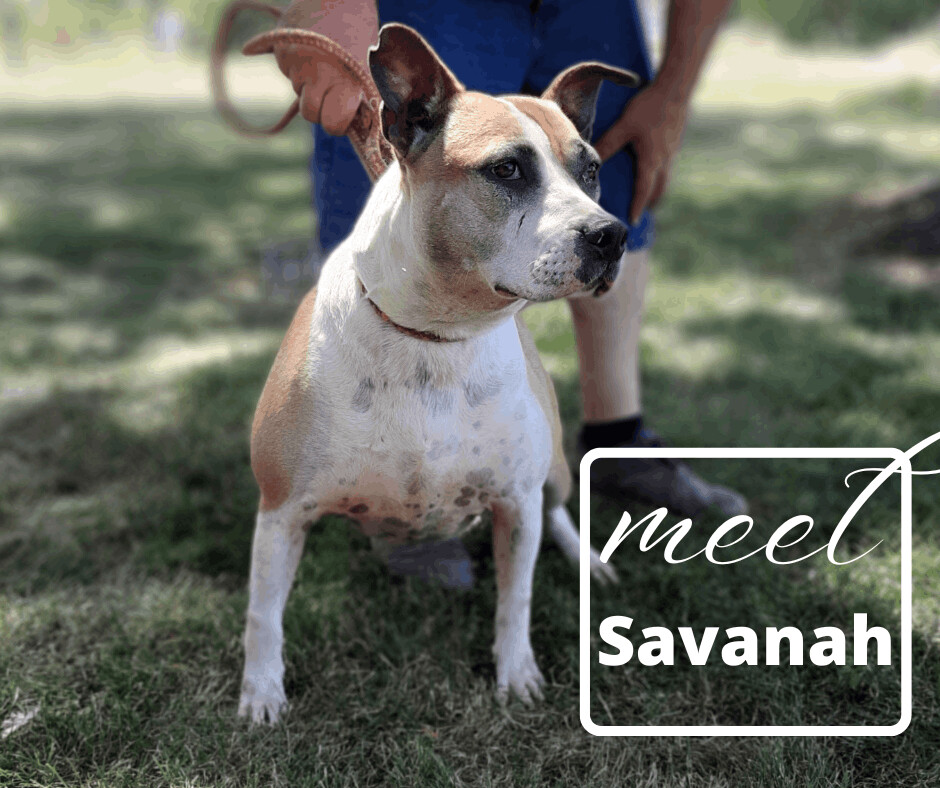 Enlarge Savanah, a Adoptable mixed breed in Marion, IN image 3/3