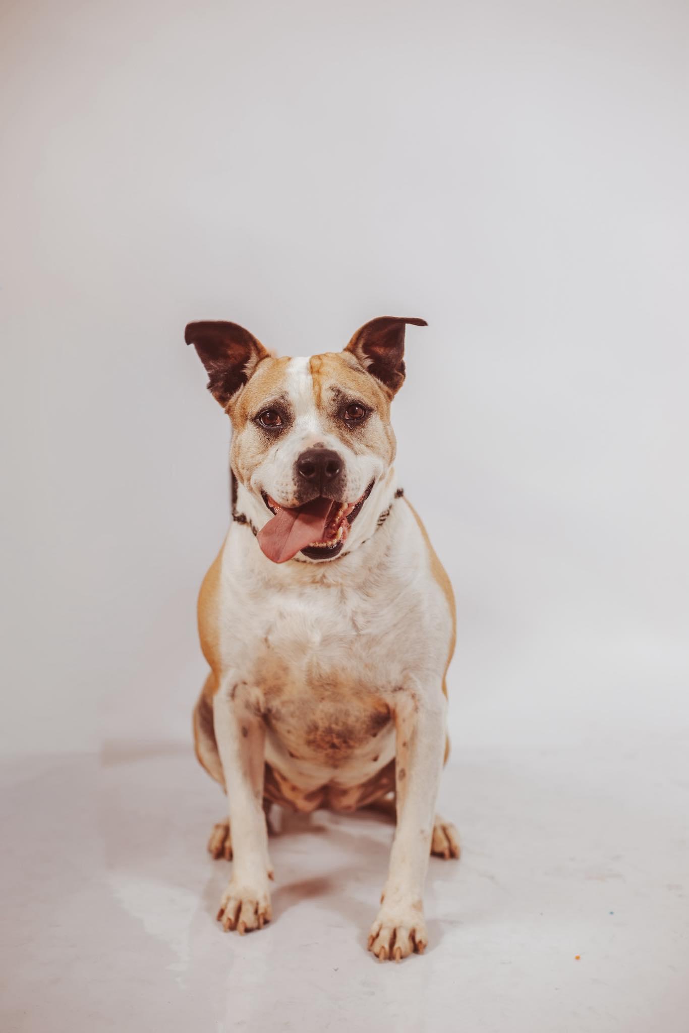Enlarge Savanah, a Adoptable mixed breed in Marion, IN image 1/2