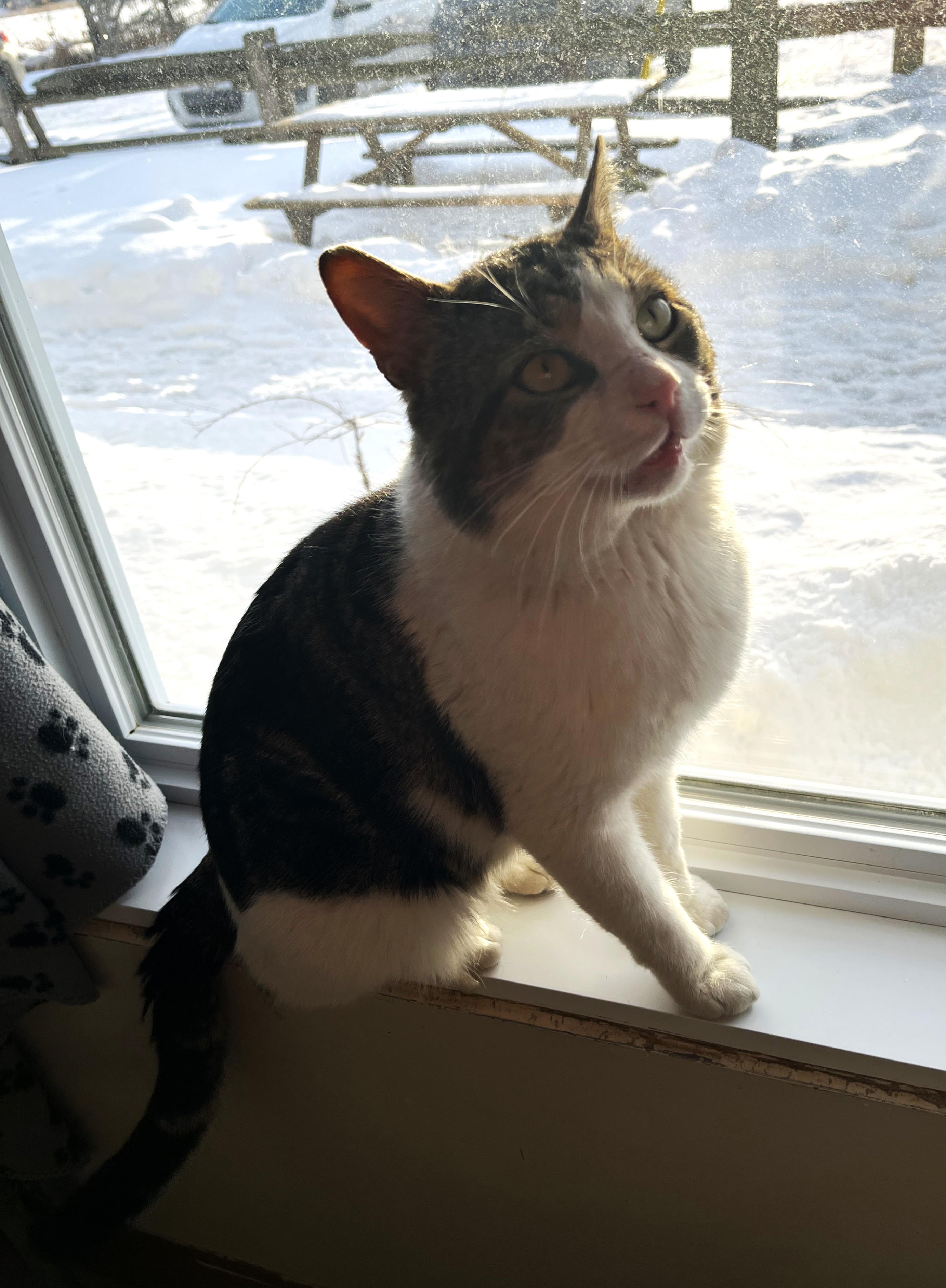 Enlarge VALENTIN (CR/SC), a Adoptable Domestic Short Hair in Sainte-Angele-de-Monnoir, QC image 4/6