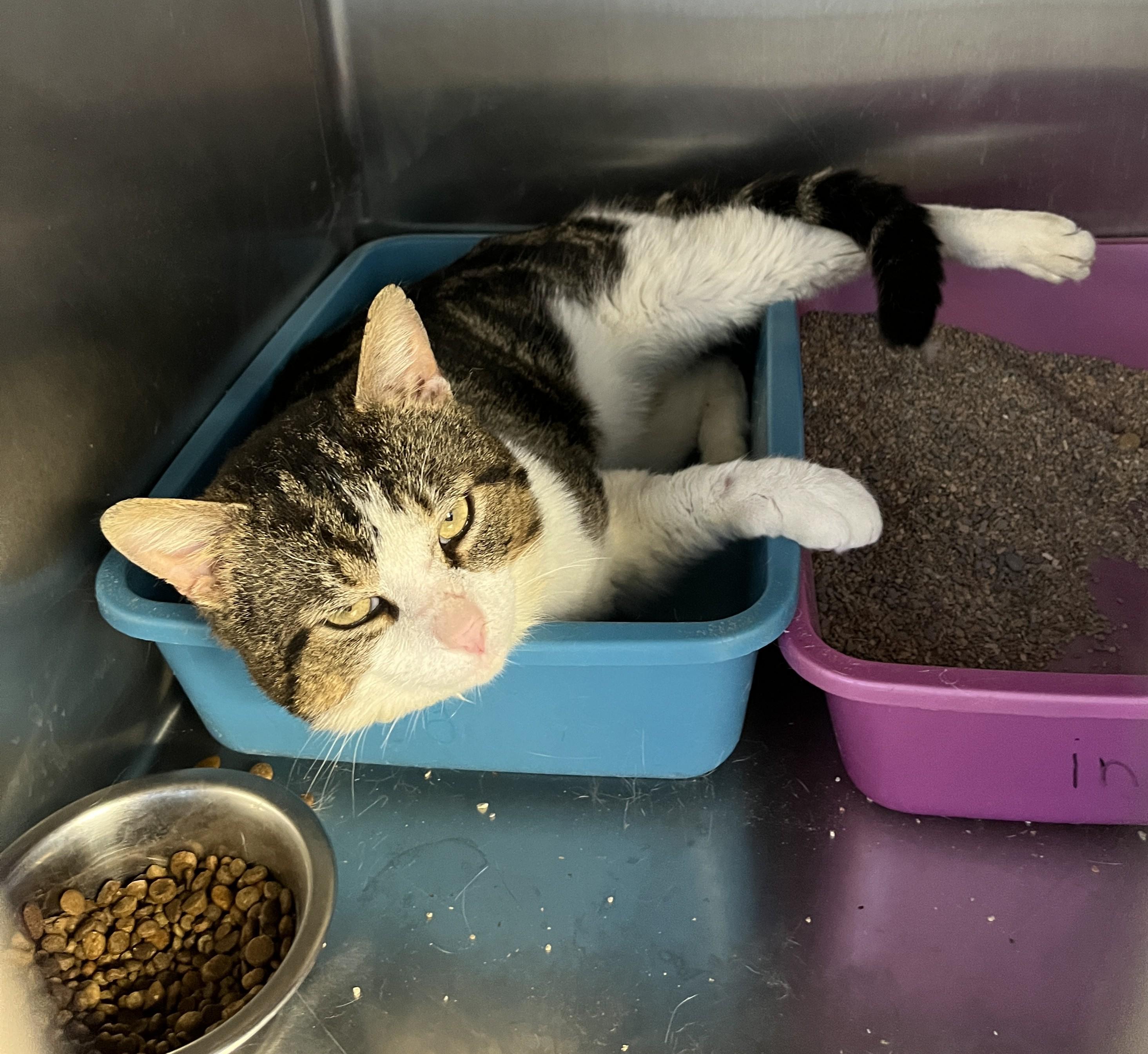 Enlarge VALENTIN (CR/SC), a Adoptable Domestic Short Hair in Sainte-Angele-de-Monnoir, QC image 1/6