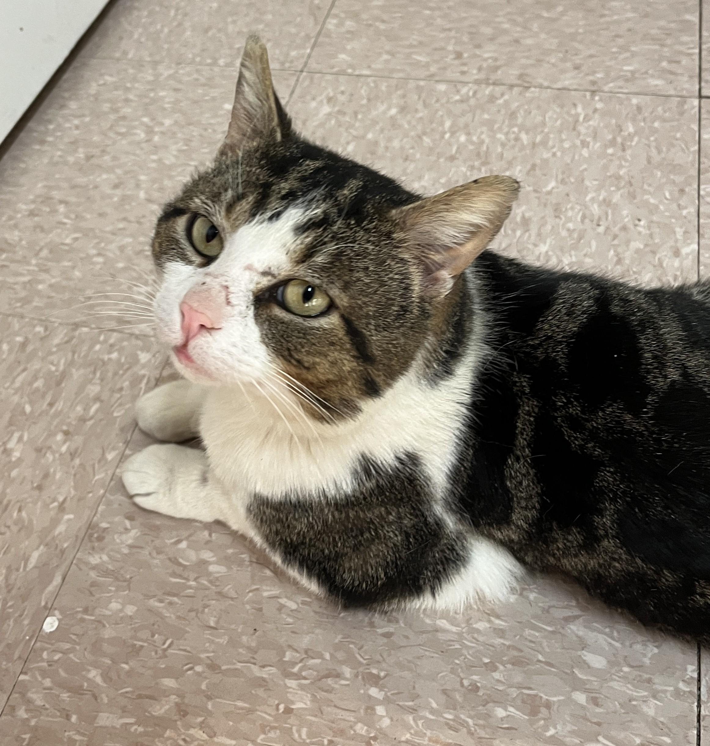 Enlarge VALENTIN (CR/SC), a Adoptable Domestic Short Hair in Sainte-Angele-de-Monnoir, QC image 5/6