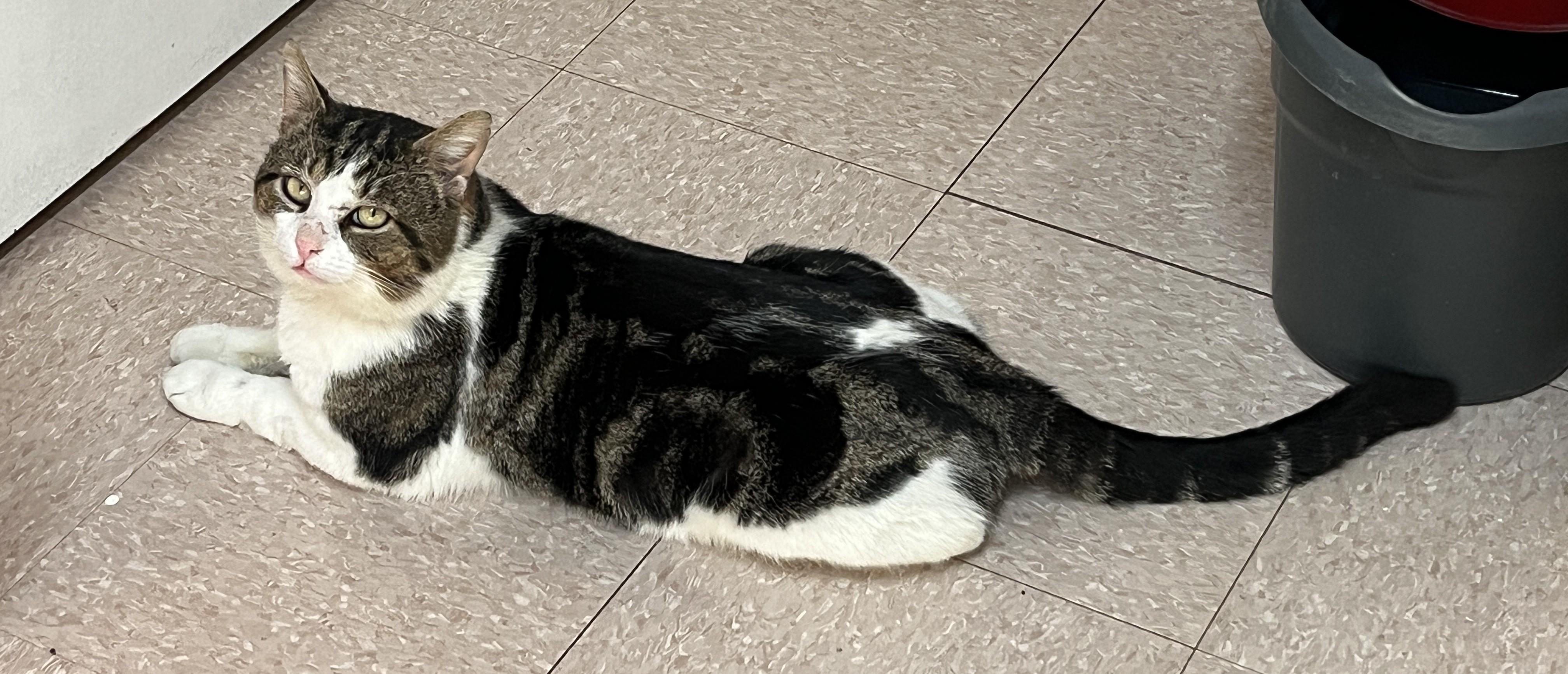 Enlarge VALENTIN (CR/SC), a Adoptable Domestic Short Hair in Sainte-Angele-de-Monnoir, QC image 3/6