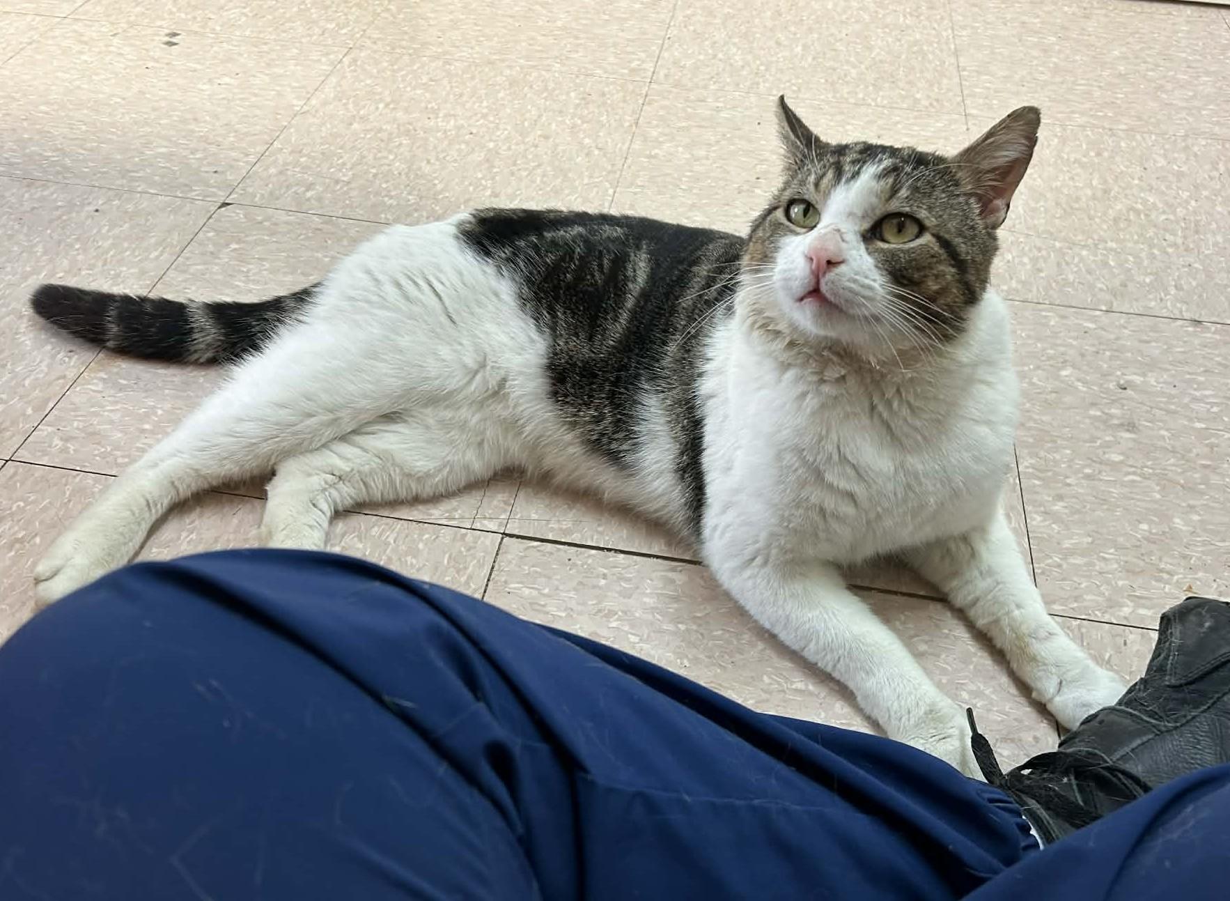 Enlarge VALENTIN (CR/SC), a Adoptable Domestic Short Hair in Sainte-Angele-de-Monnoir, QC image 2/6