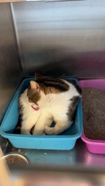 Enlarge VALENTIN (CR/SC), a Adoptable Domestic Short Hair in Sainte-Angele-de-Monnoir, QC video 6/6