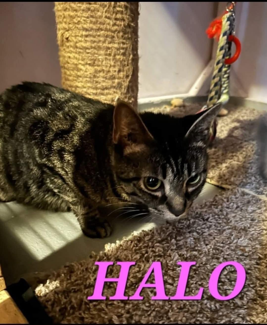 Enlarge Halo, a ADOPTABLE American Shorthair in Eagle Bridge, NY image 1/1
