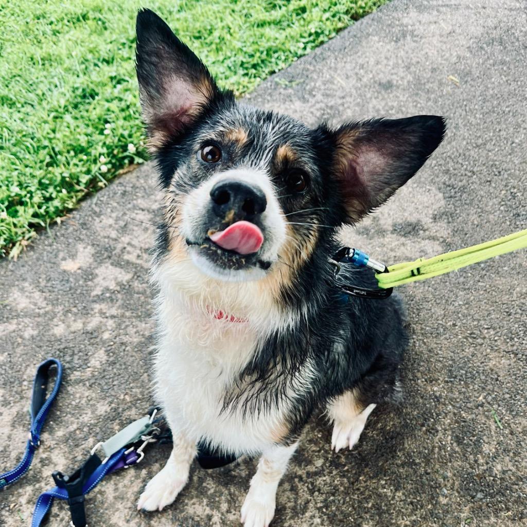 Ripple, Adoptable, Adult Male Australian Shepherd & Mixed Breed.