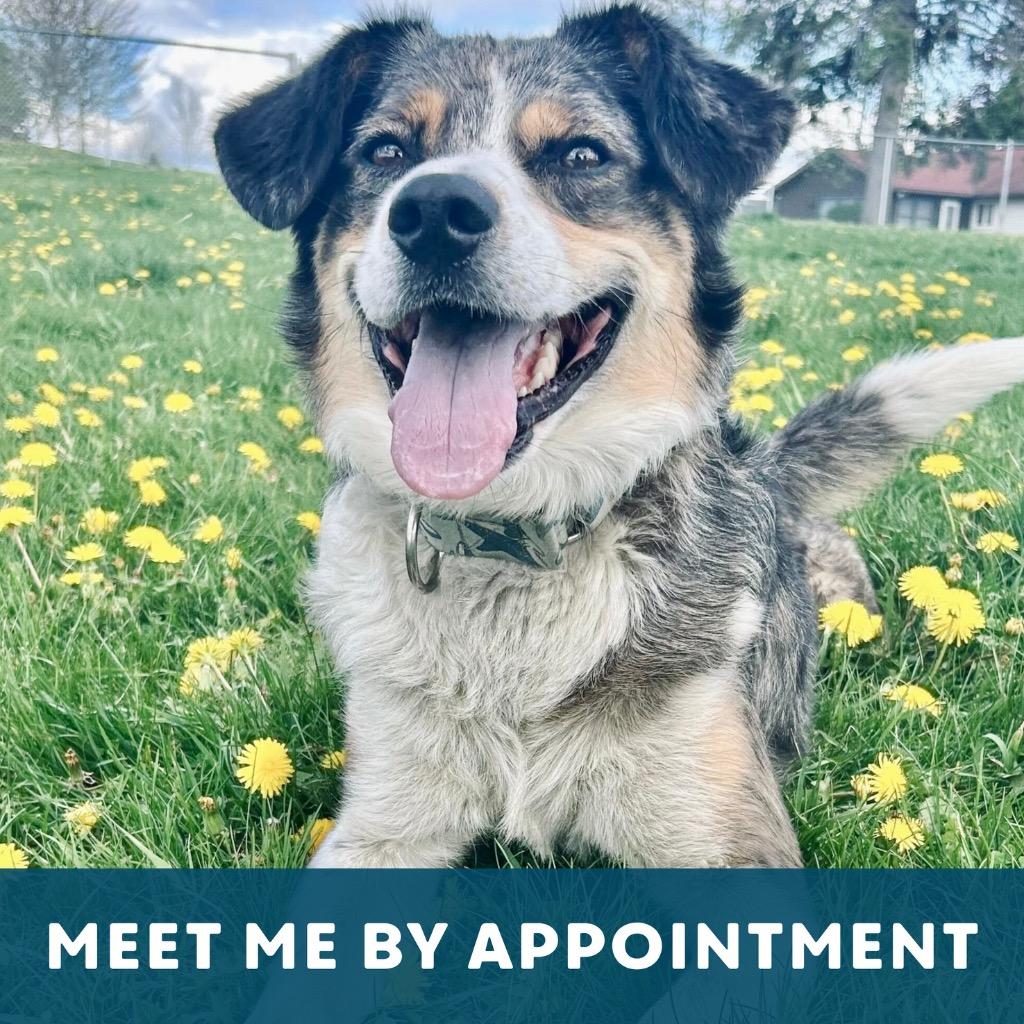 Ripple, a Adoptable mixed breed in State College, PA image 3/6