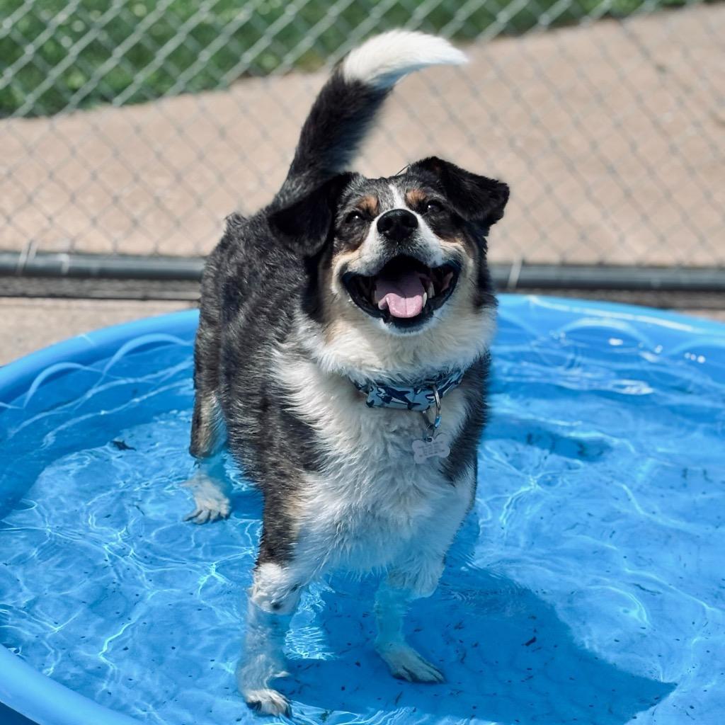 Enlarge Ripple, a Adoptable mixed breed in State College, PA image 4/6