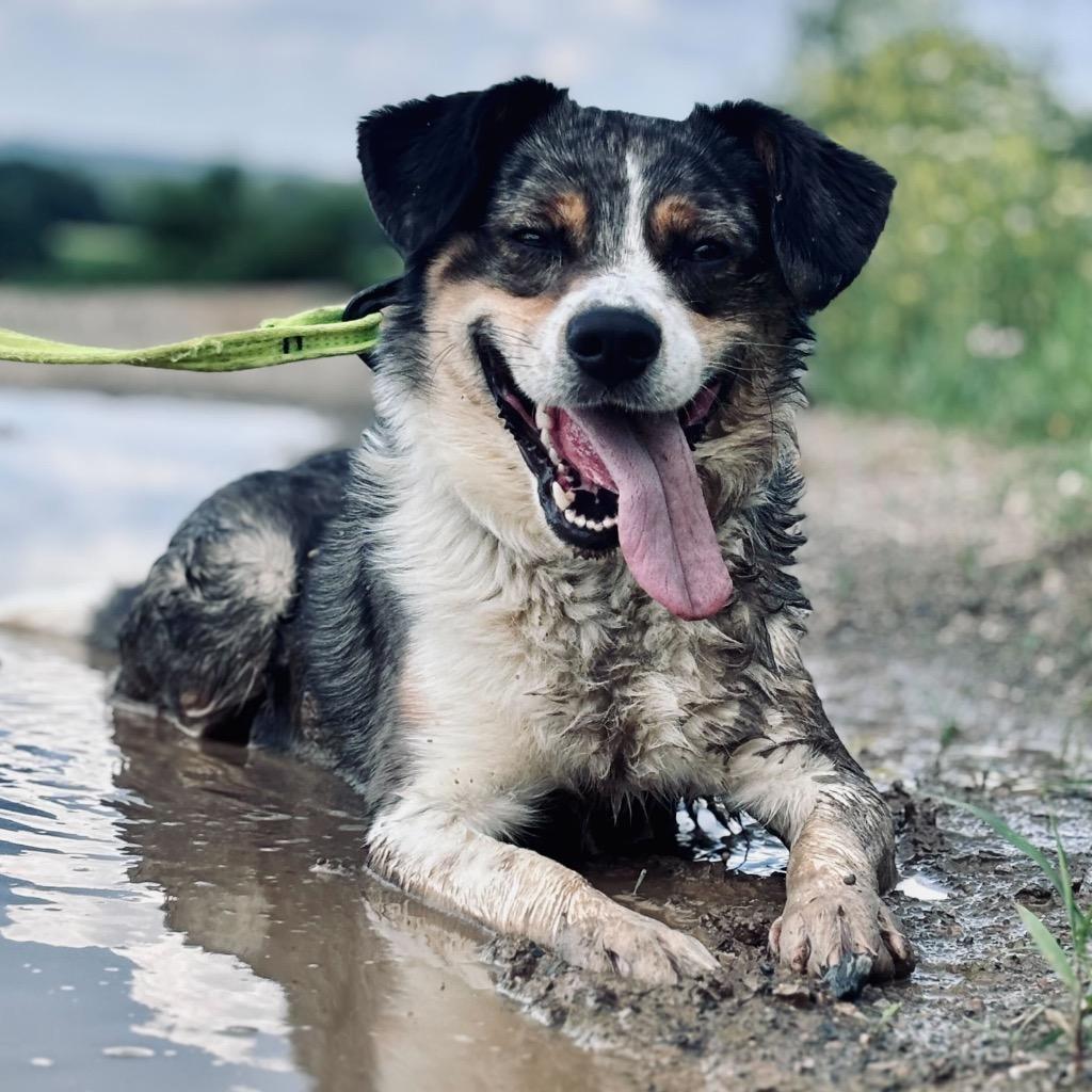 Enlarge Ripple, a Adoptable mixed breed in State College, PA image 5/6