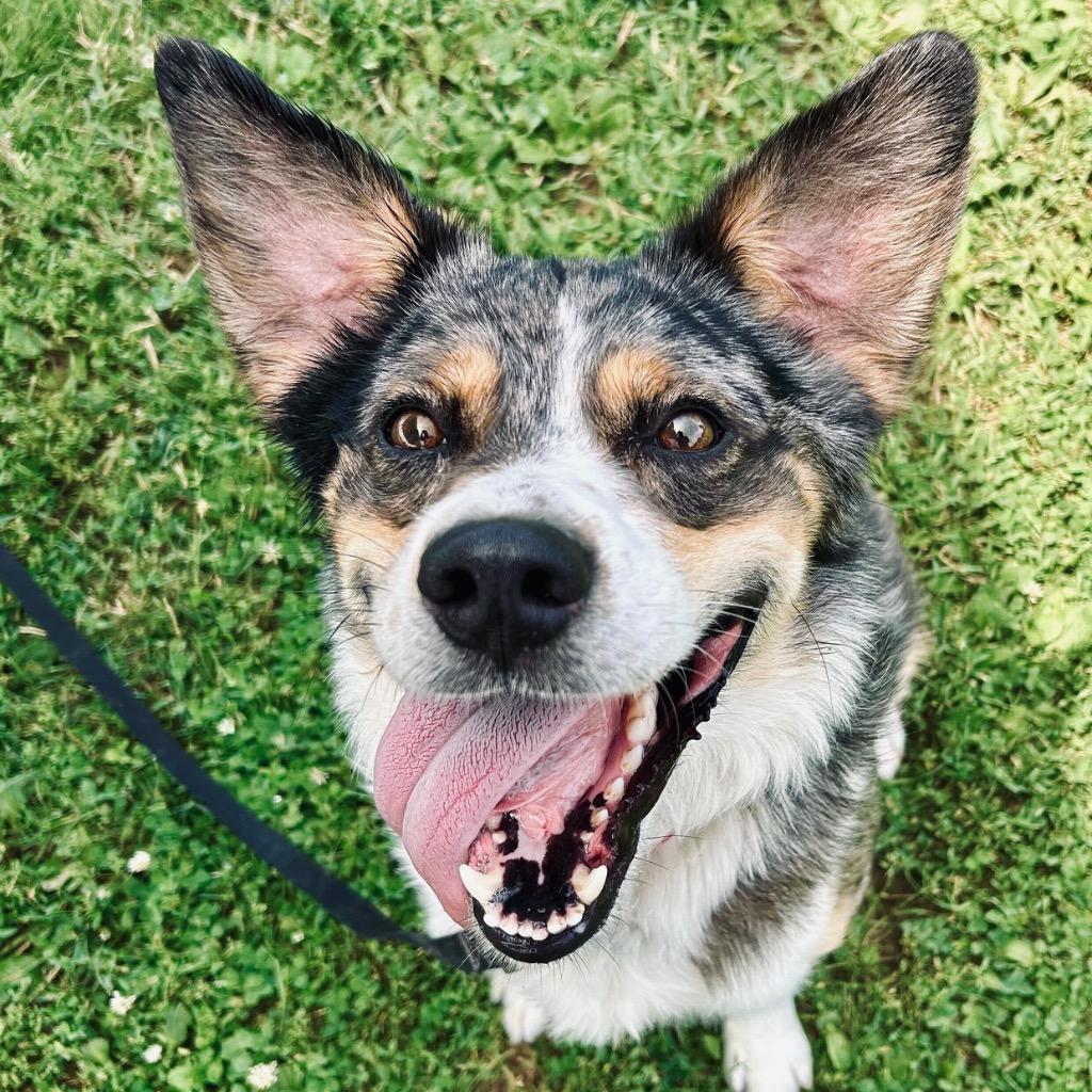 Enlarge Ripple, a Adoptable mixed breed in State College, PA image 5/6